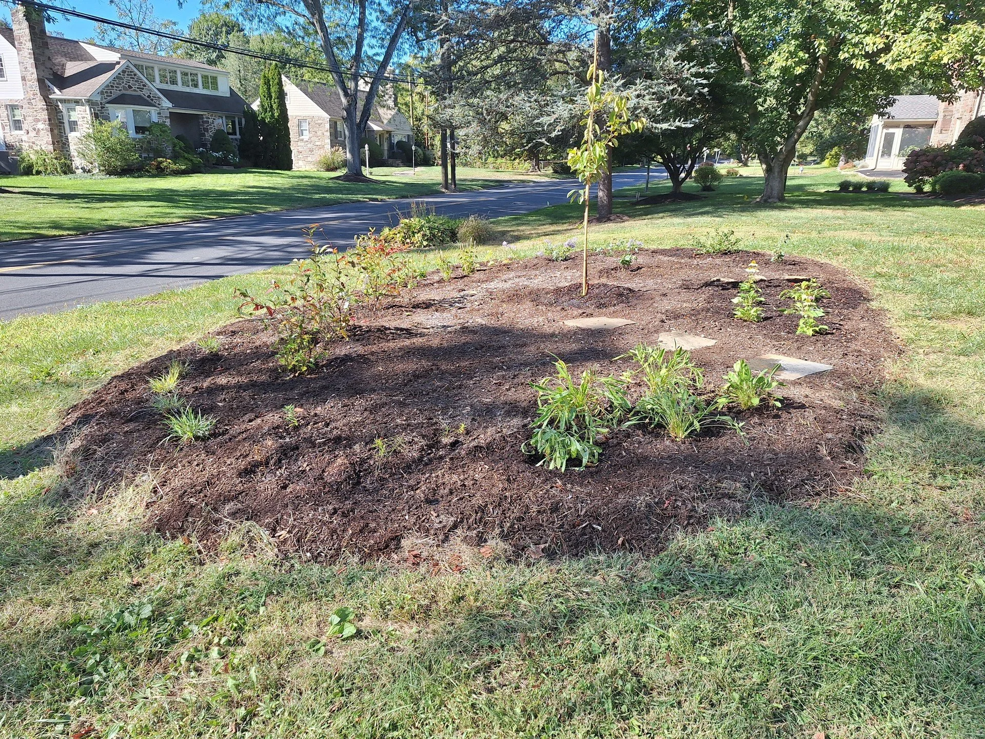 A front-yard planting from two weeks ago in Wynnewood. This was a fun &amp; large planting incorporating edible plants &amp; many flowering, pollinator-friendly natives.

The center piece is a 'Fuyu' persimmon tree and there are two currants and one 