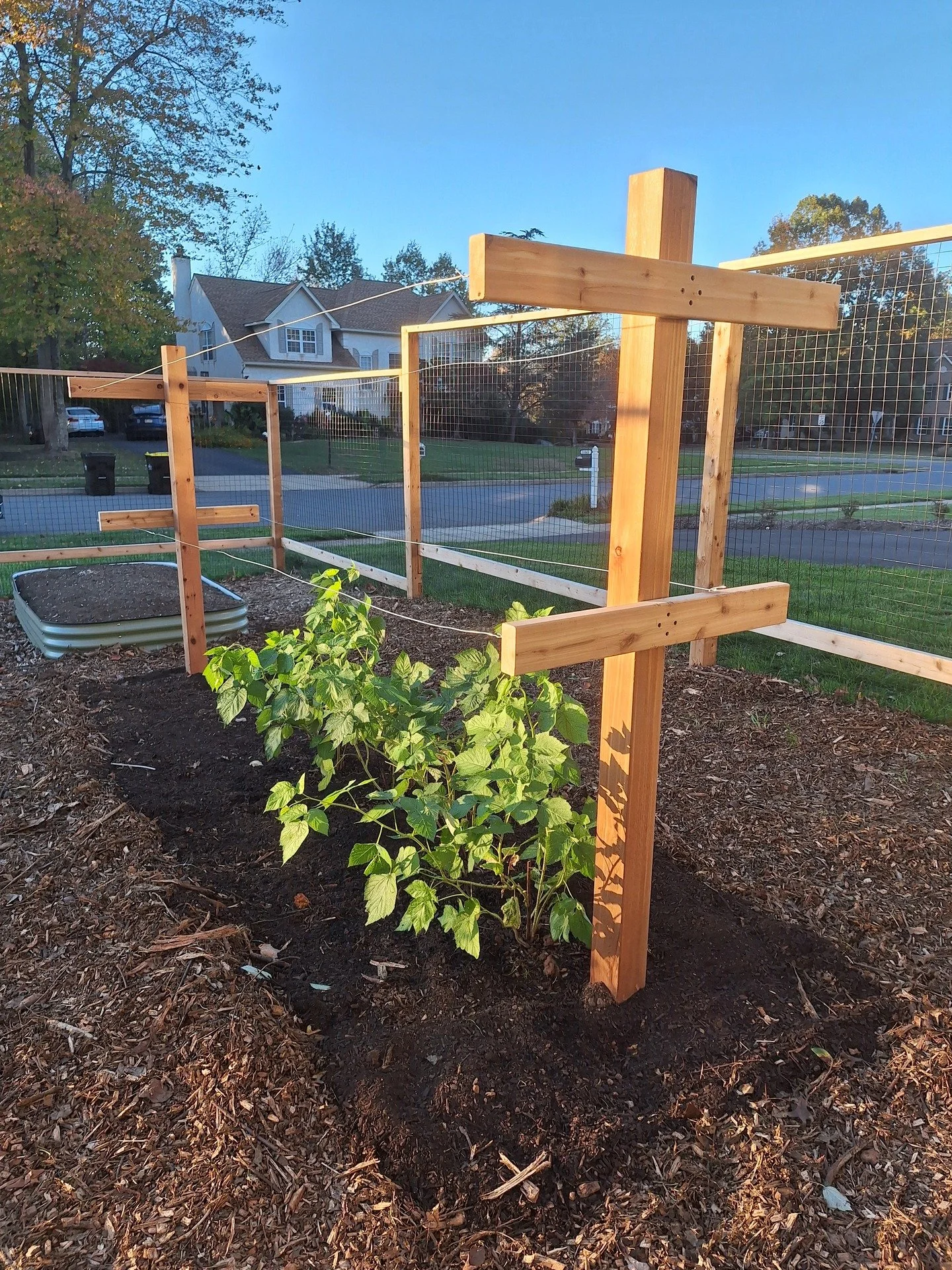 Last week we came &amp; finished up this garden. We had previously built a fence and put in two raised beds. Now we planted raspberries with a trellis (to hold them in once they get large) &amp; and three blueberry shrubs. 

In more detail - we defin