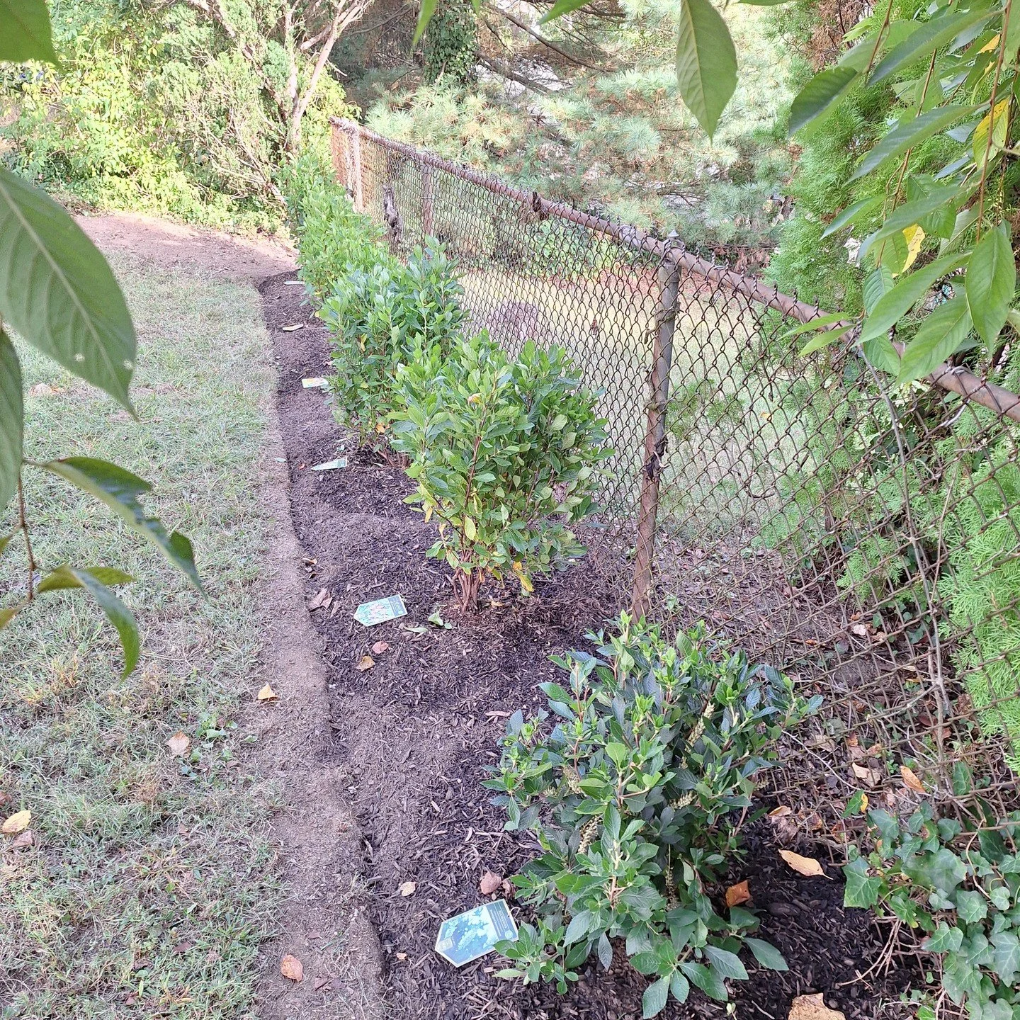 A couple smaller planting projects from the last month:

1. Replaced a stretch of lawn along a backyard fence line with six native Summersweet shrubs to obscure the fence &amp; add beauty. Pollinators love the blooms.

2. Planting a Redbud tree to fi