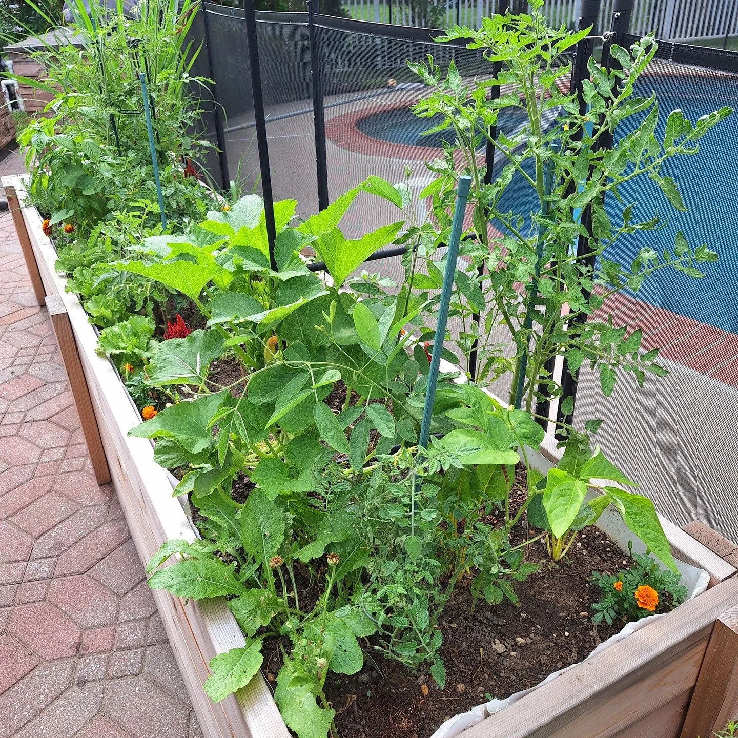 Although white snow still covers the ground, this verdant growth will come, just a bit more time!

We installed these raised beds last spring, then returned in July and took photos of them in use, full of vegetables and flowers. 

It's not too late t