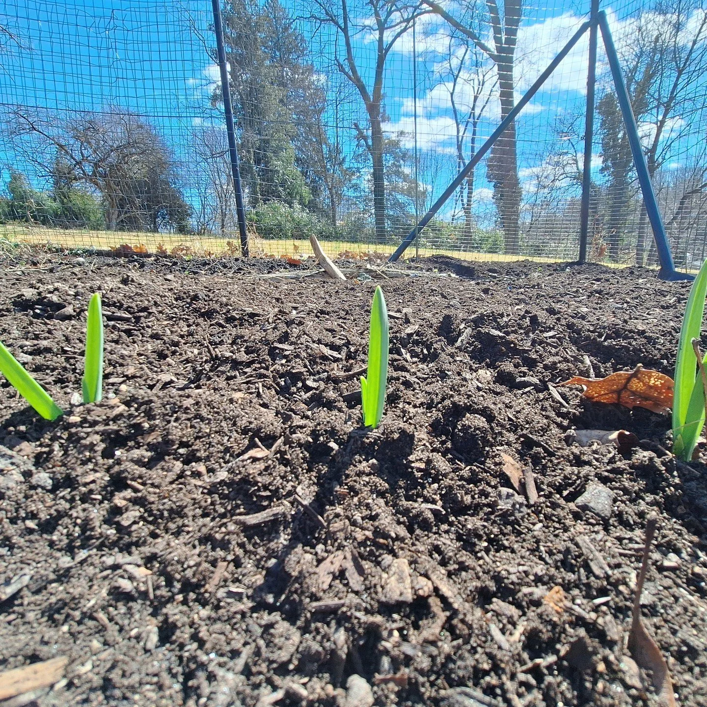 Early spring and the garlic is peaking out. 

At this property, we brought compost from @bennettcompost and laid it on top of the existing in-ground garden beds. This is a classic organic gardening technique for replenishing the fertility of the gard