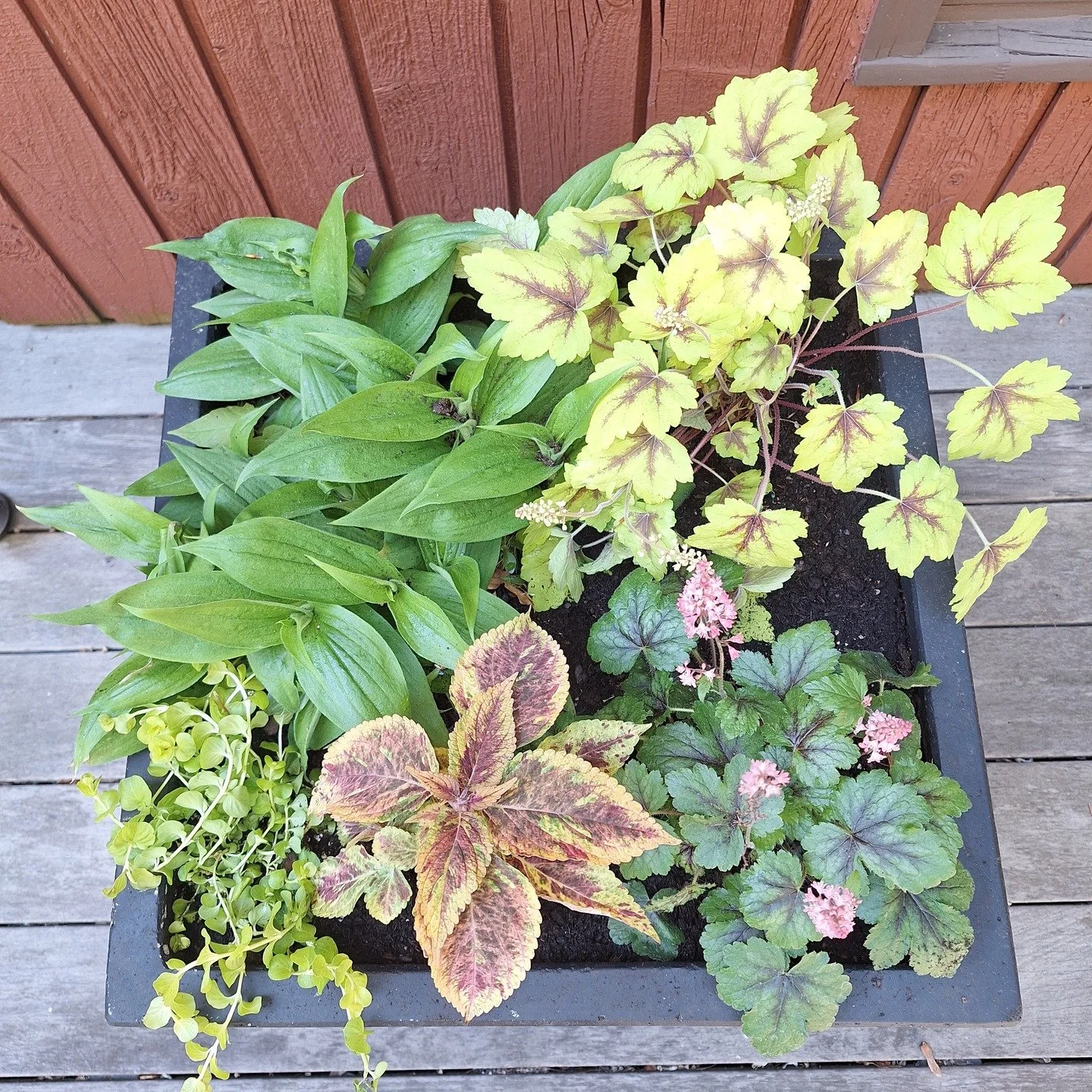 Planter refresh! 

These are on a front porch &amp; get ~2-3 hours of sun per day, so we leaned on shade-tolerant plants.