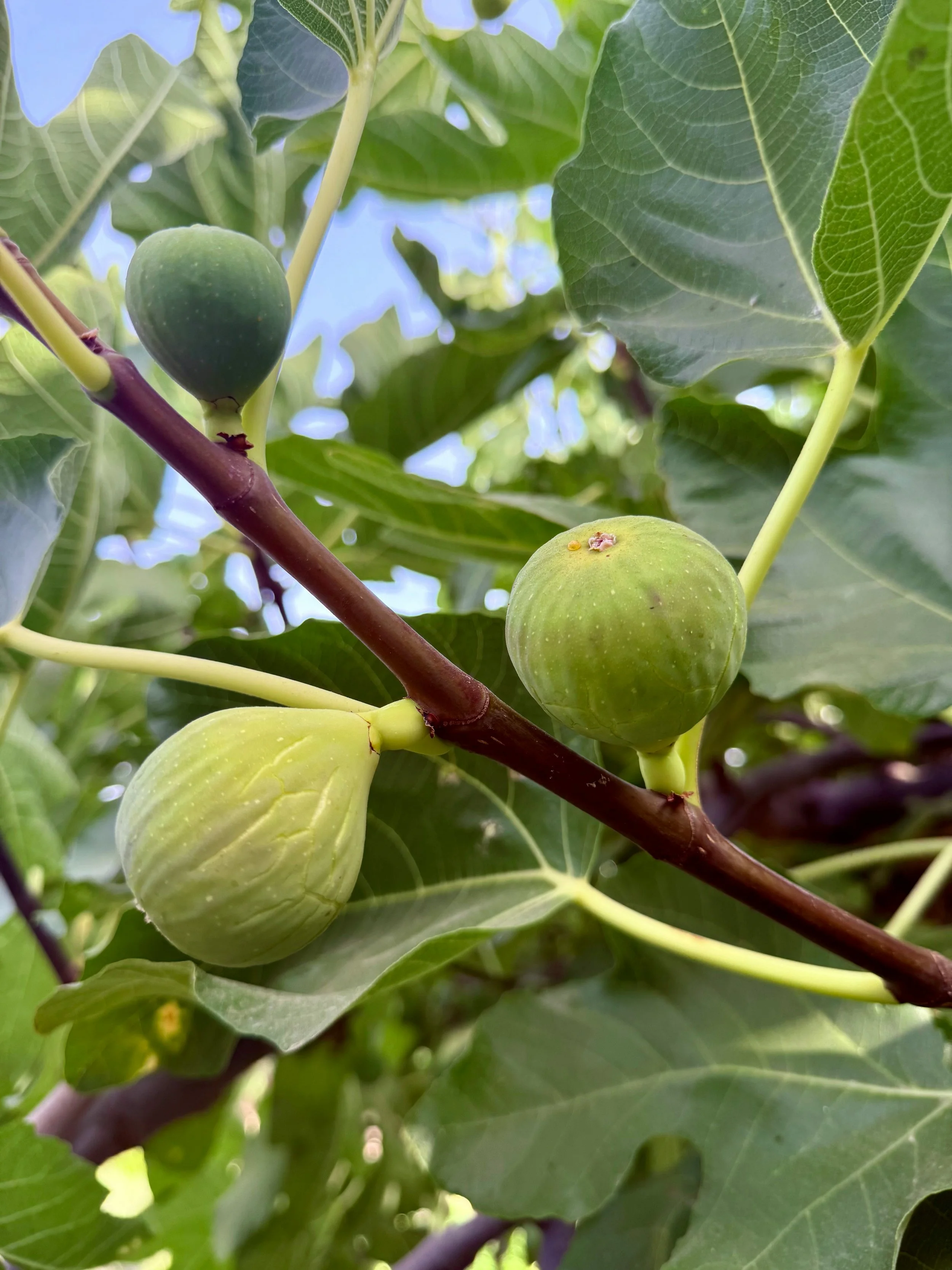 Deer-Resistant Fruit