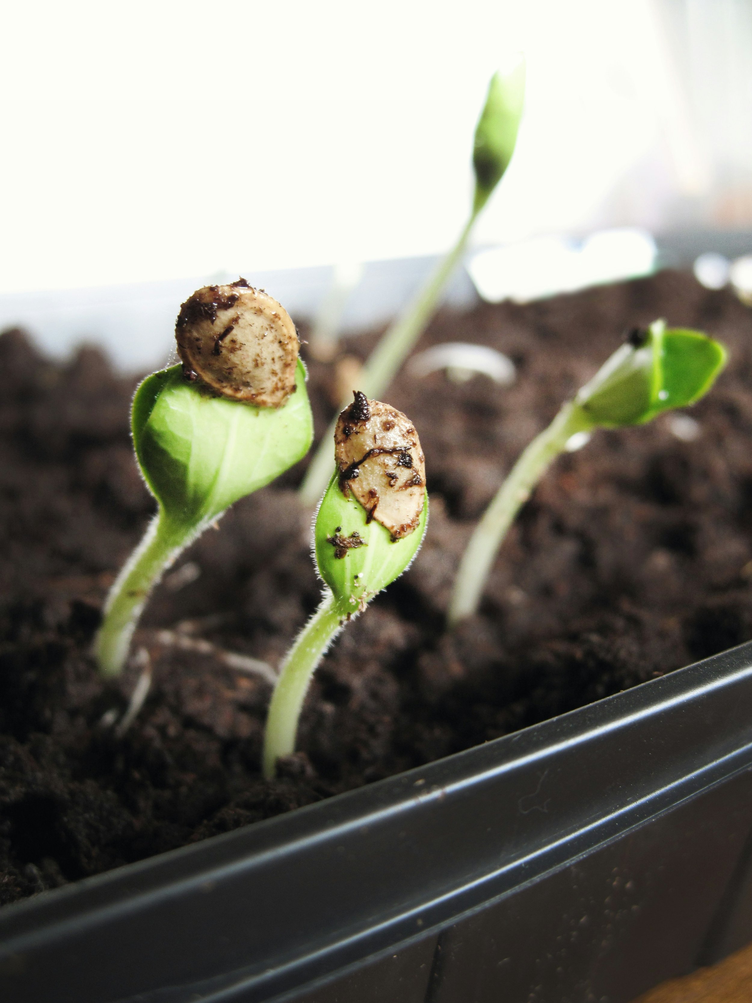 Seeds vs Transplants