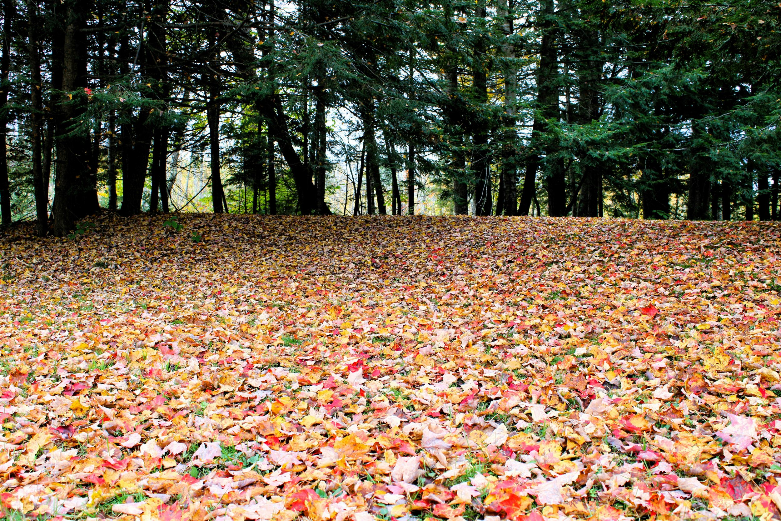What to Do With Fallen Leaves — Eco-Friendly Options