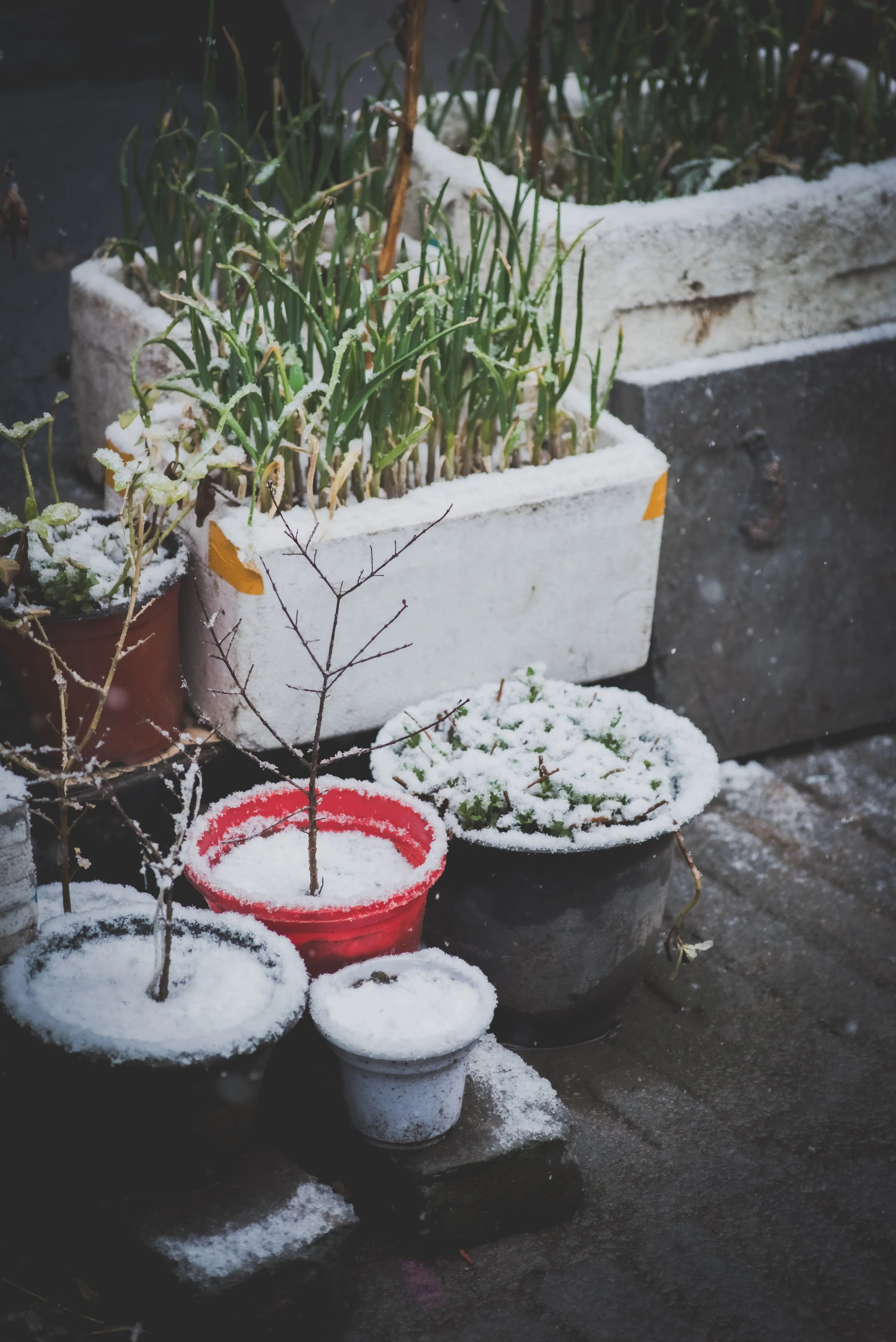 Winter Garden Tasks for Philadelphia-Area Homeowners