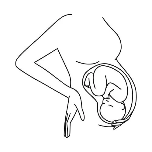 Gestation