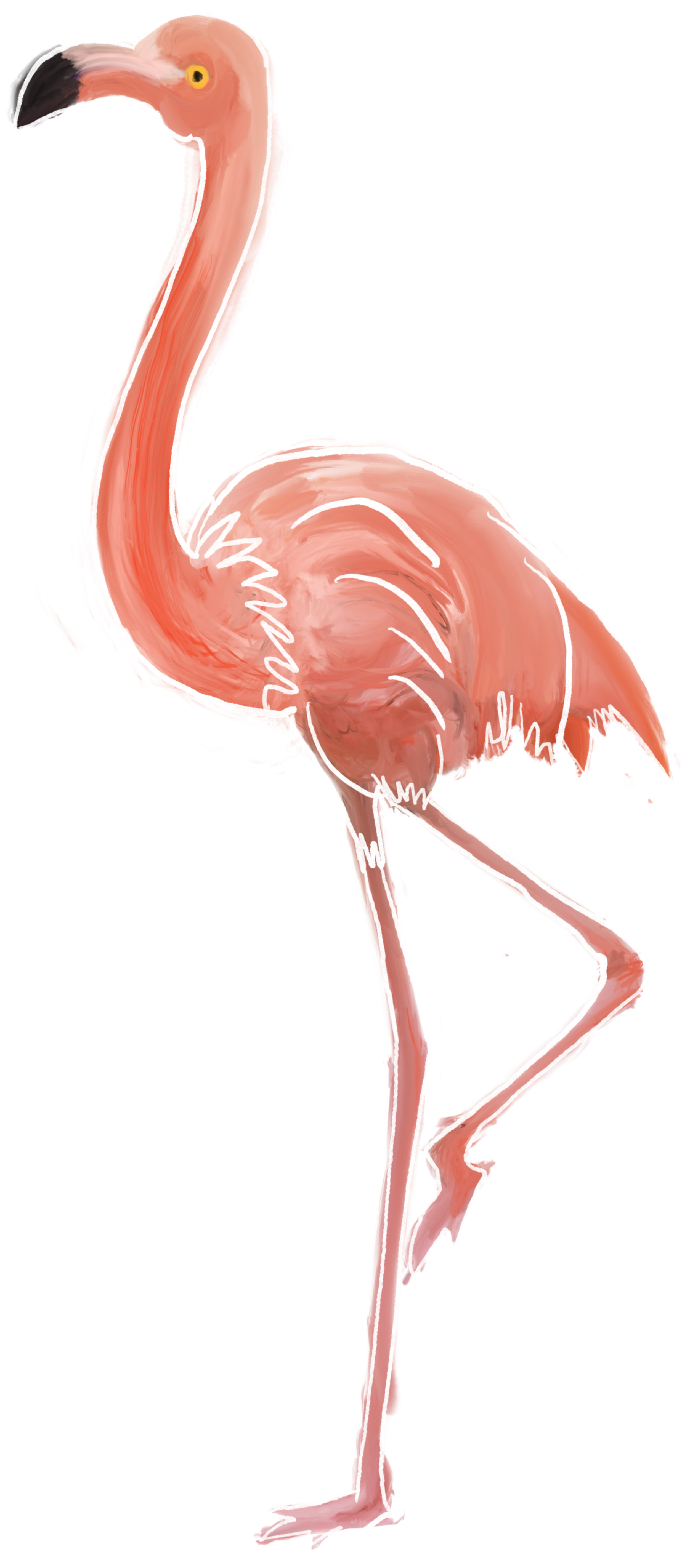 flamingo_web.png
