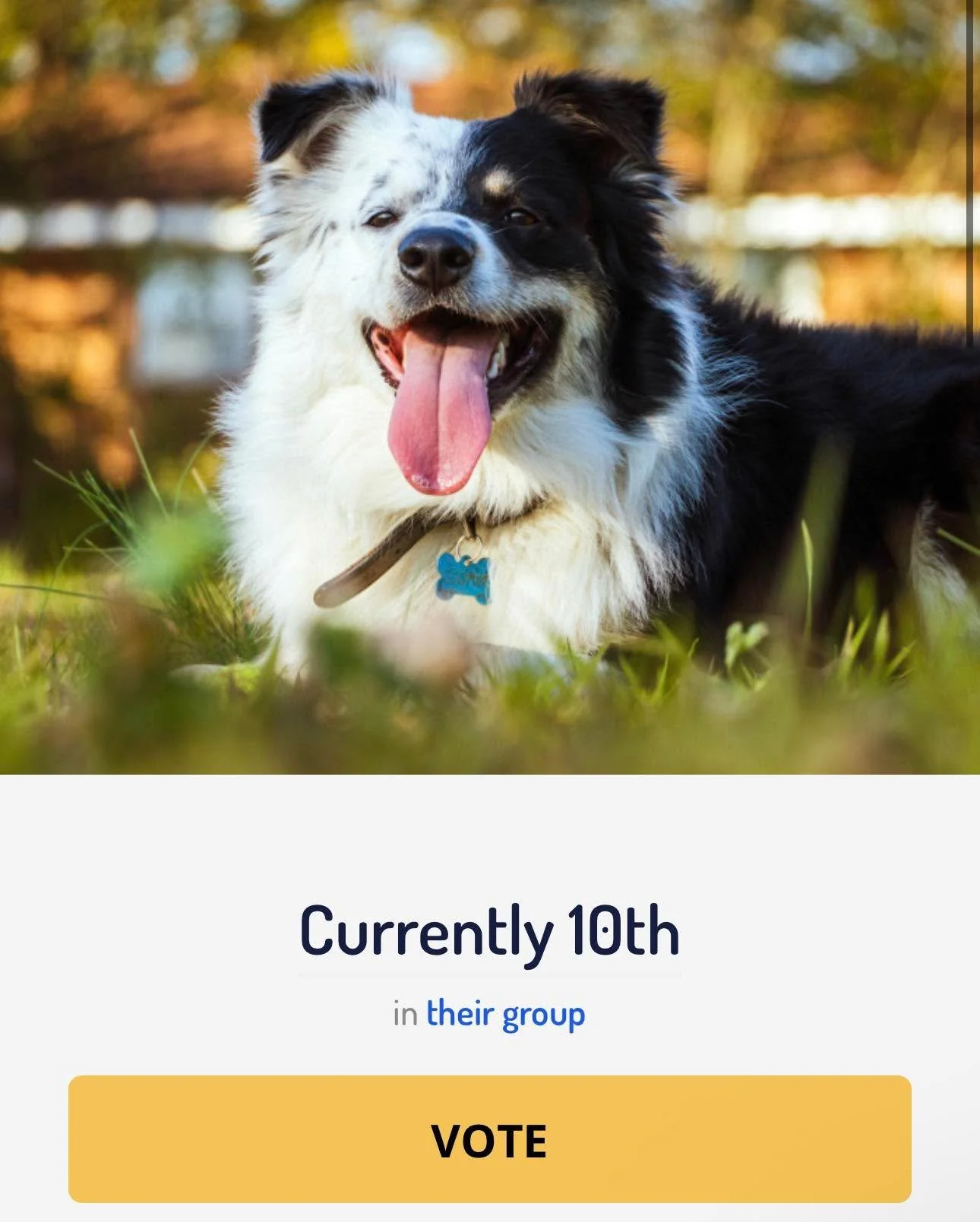 Cooper is in 10th place! Go vote please! https://americasfavpet.com/2026/cooper-ba25