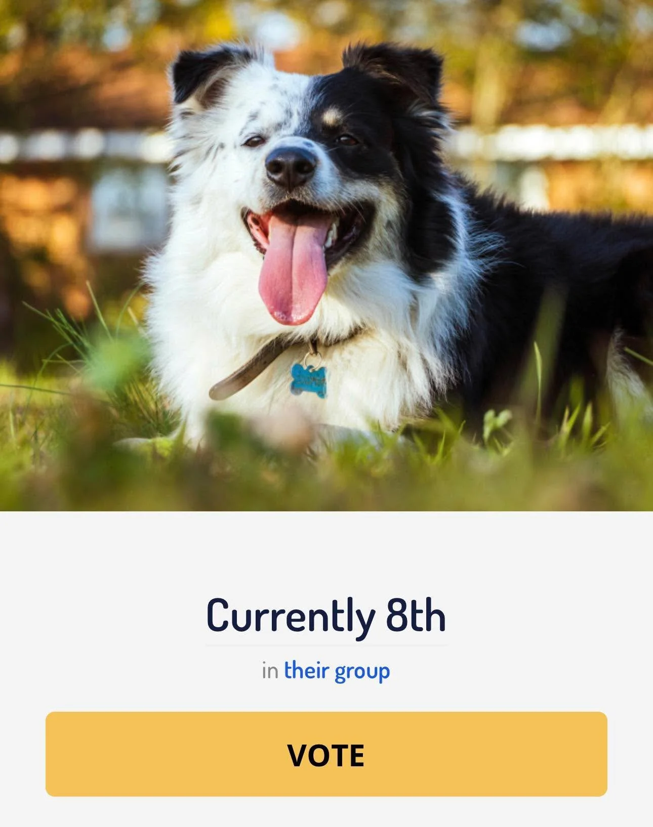 He is now in 8th! https://americasfavpet.com/2026/cooper-ba25