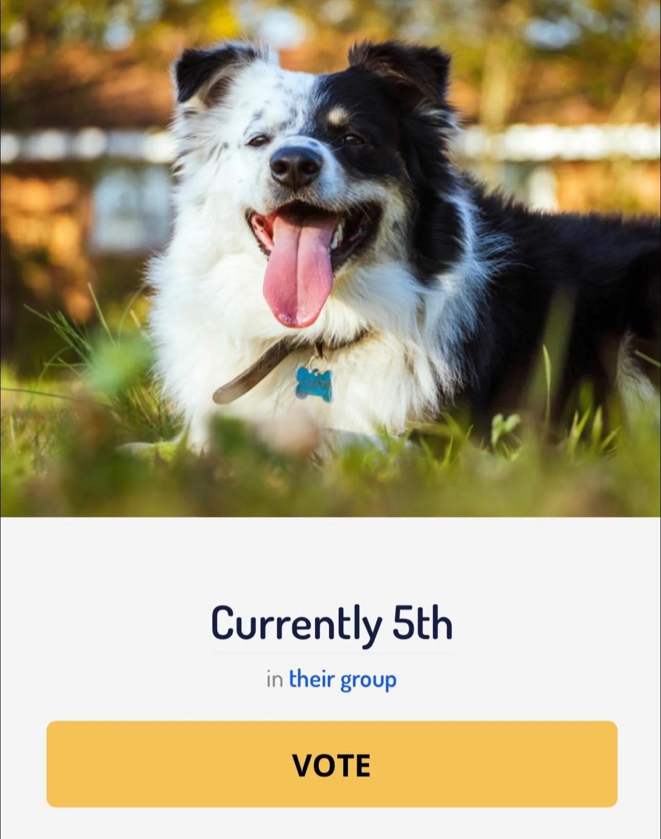 Now in 5th place https://americasfavpet.com/2026/cooper-ba25