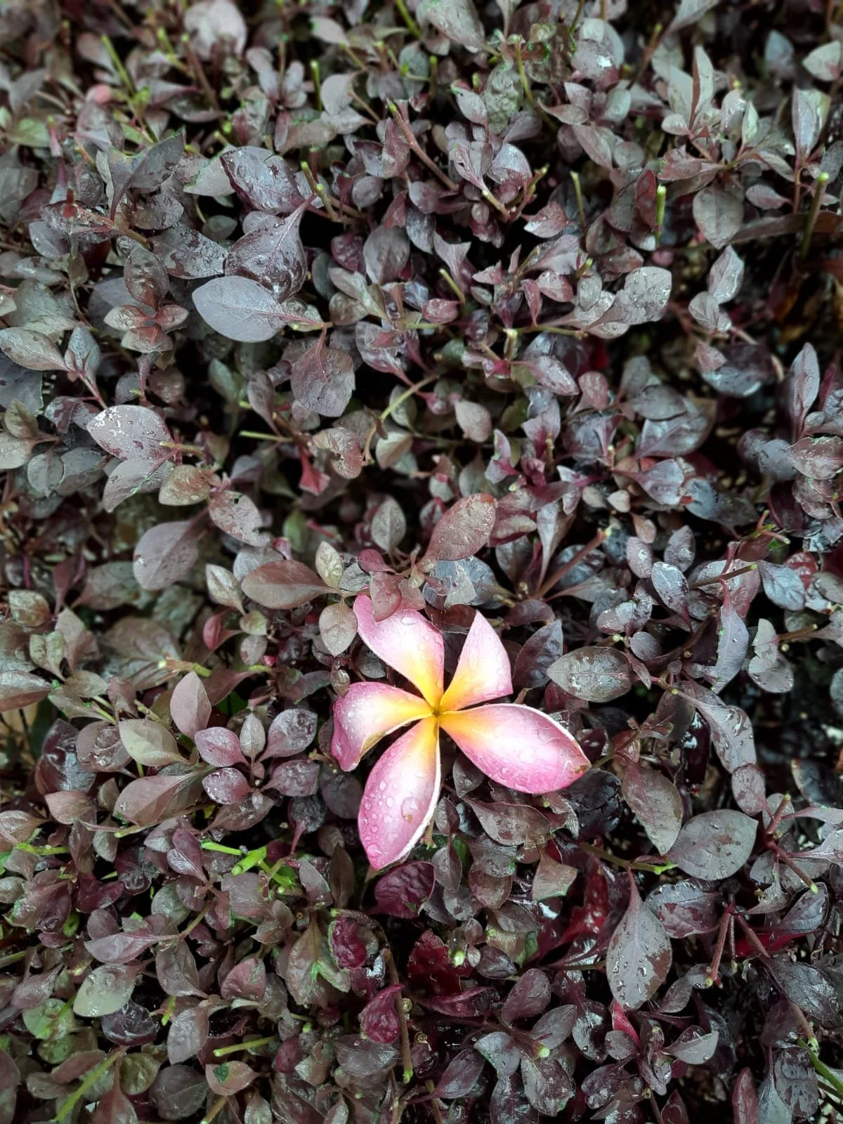 WhatsApp Image 2022-09-19 at 2.10.31 AM.jpeg