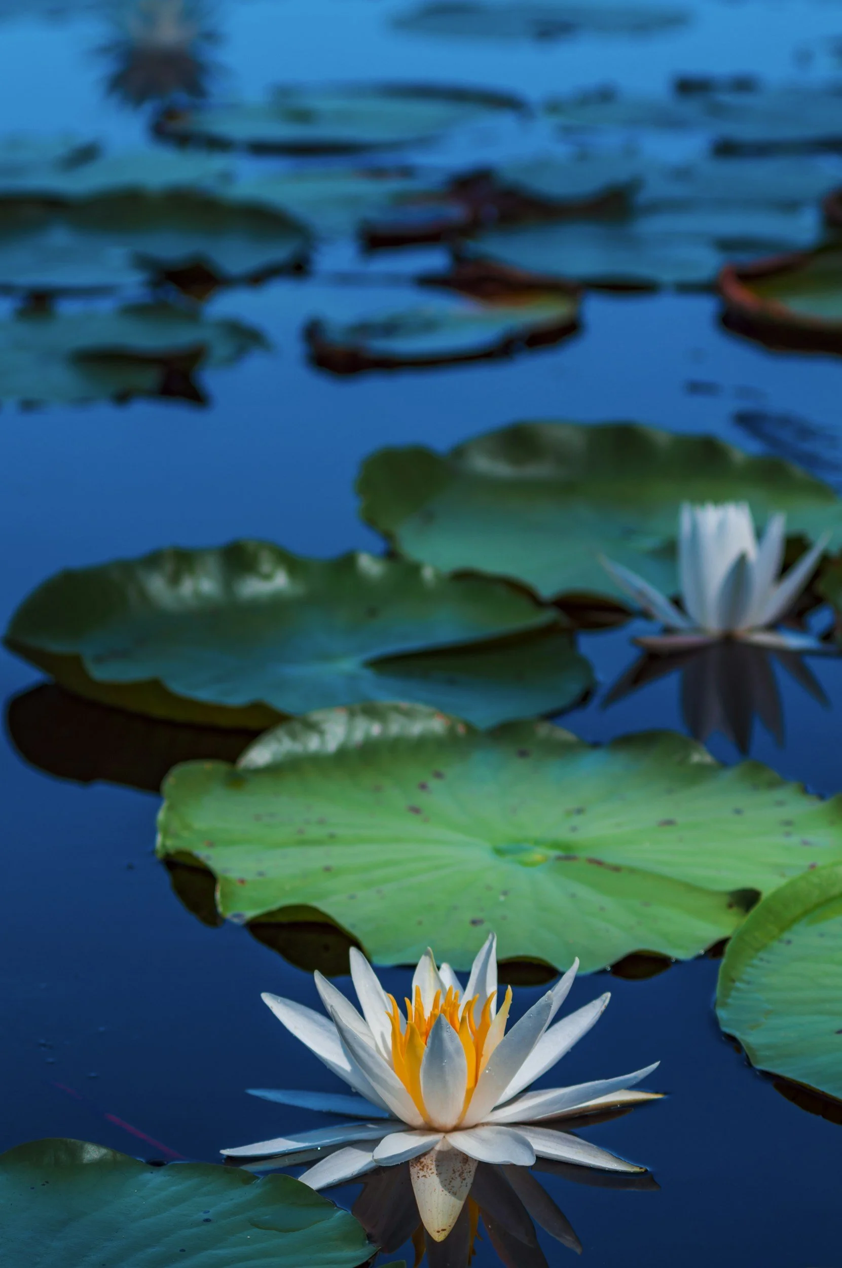 white lotus flower and green lily pads on dark water