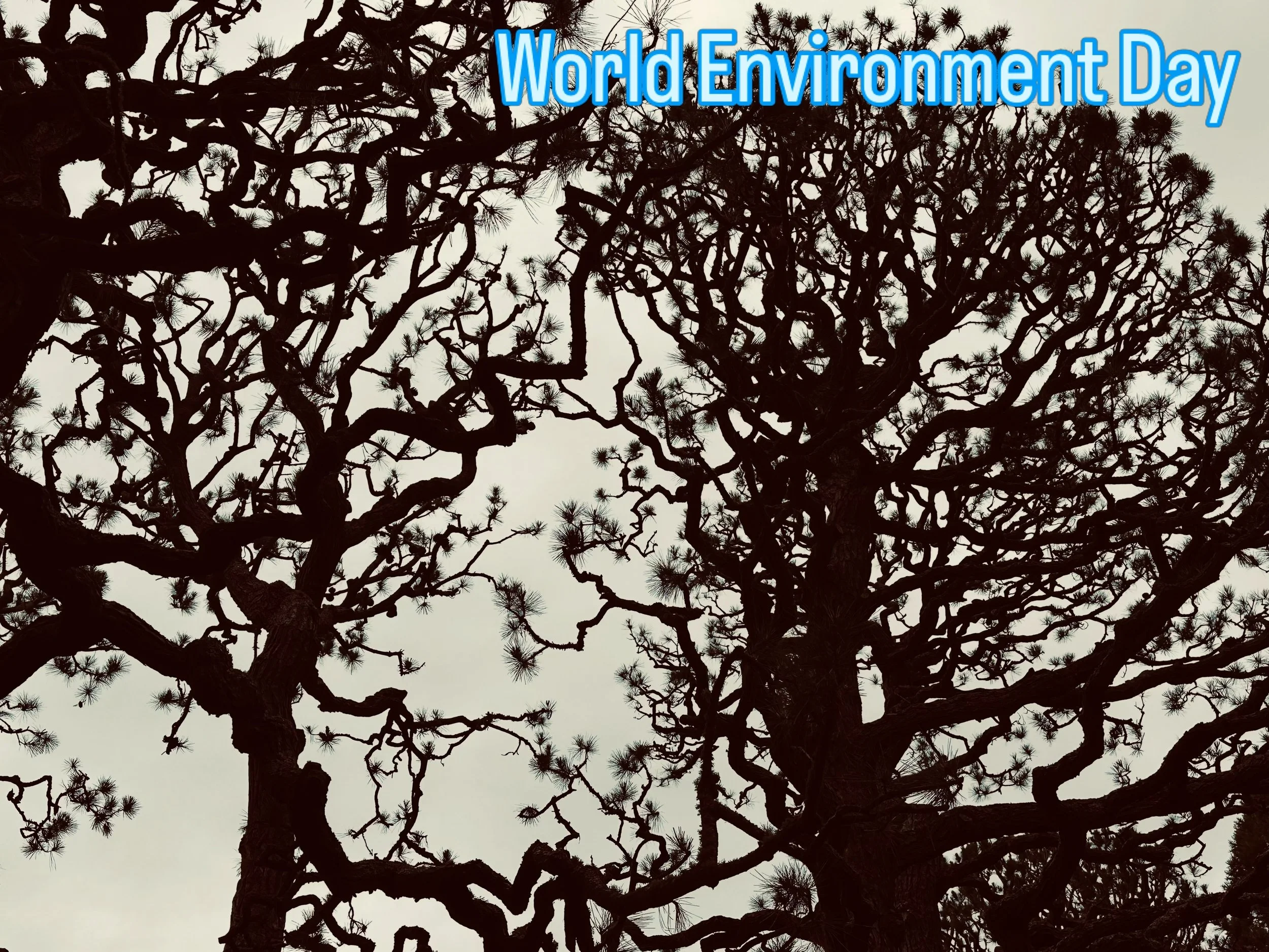 What is a peace action you do to protect our environment? 💚 caring for our environment is caring for all of the human and more-than-human world. 

#worldenvironmentday #protectourenvironment