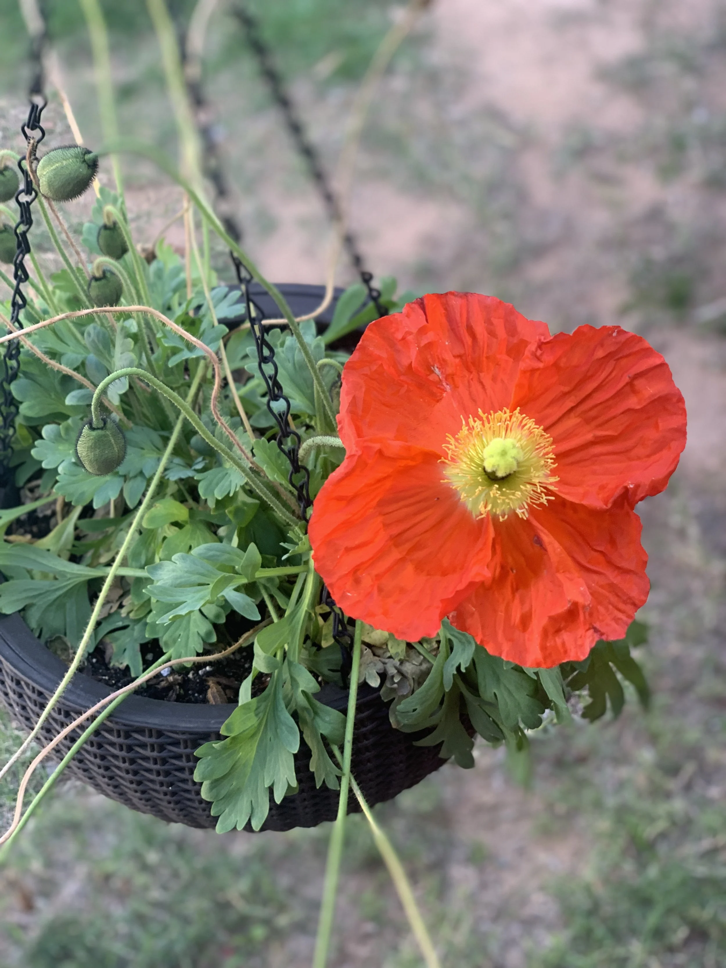 a red poppy in a black hanging pot
