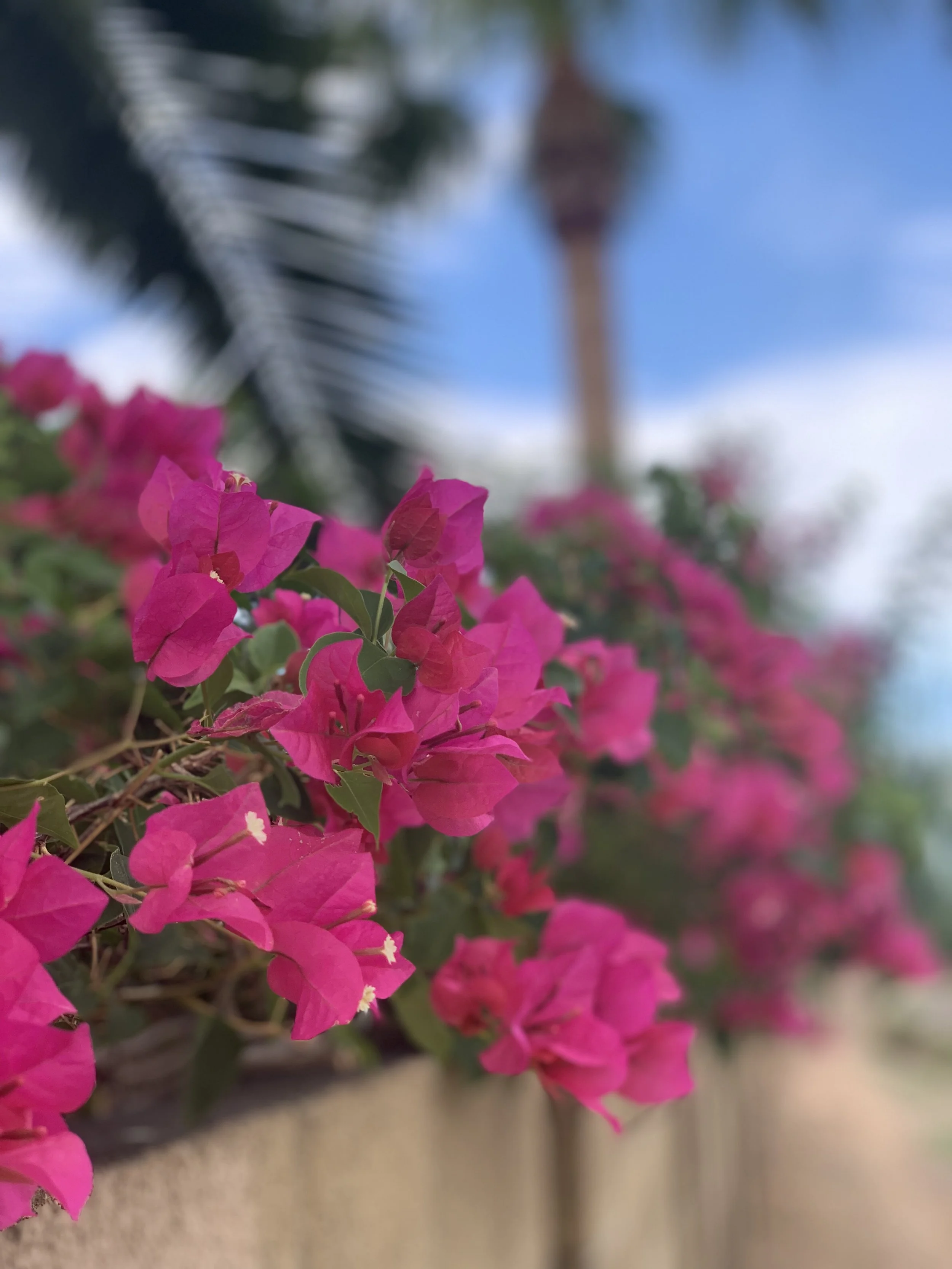 pink flowers with a palm tree in the background