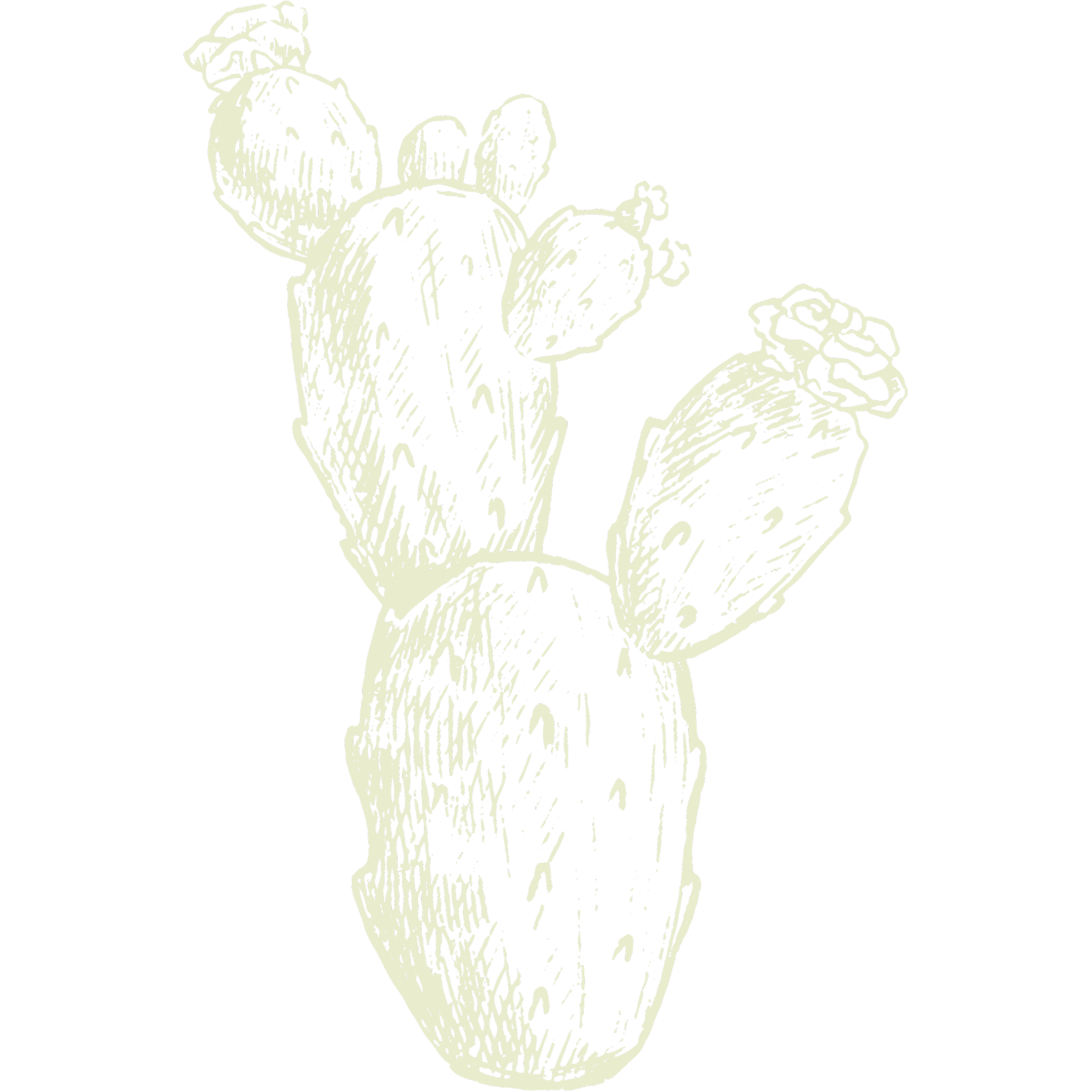 outline of a blooming cactus in light green