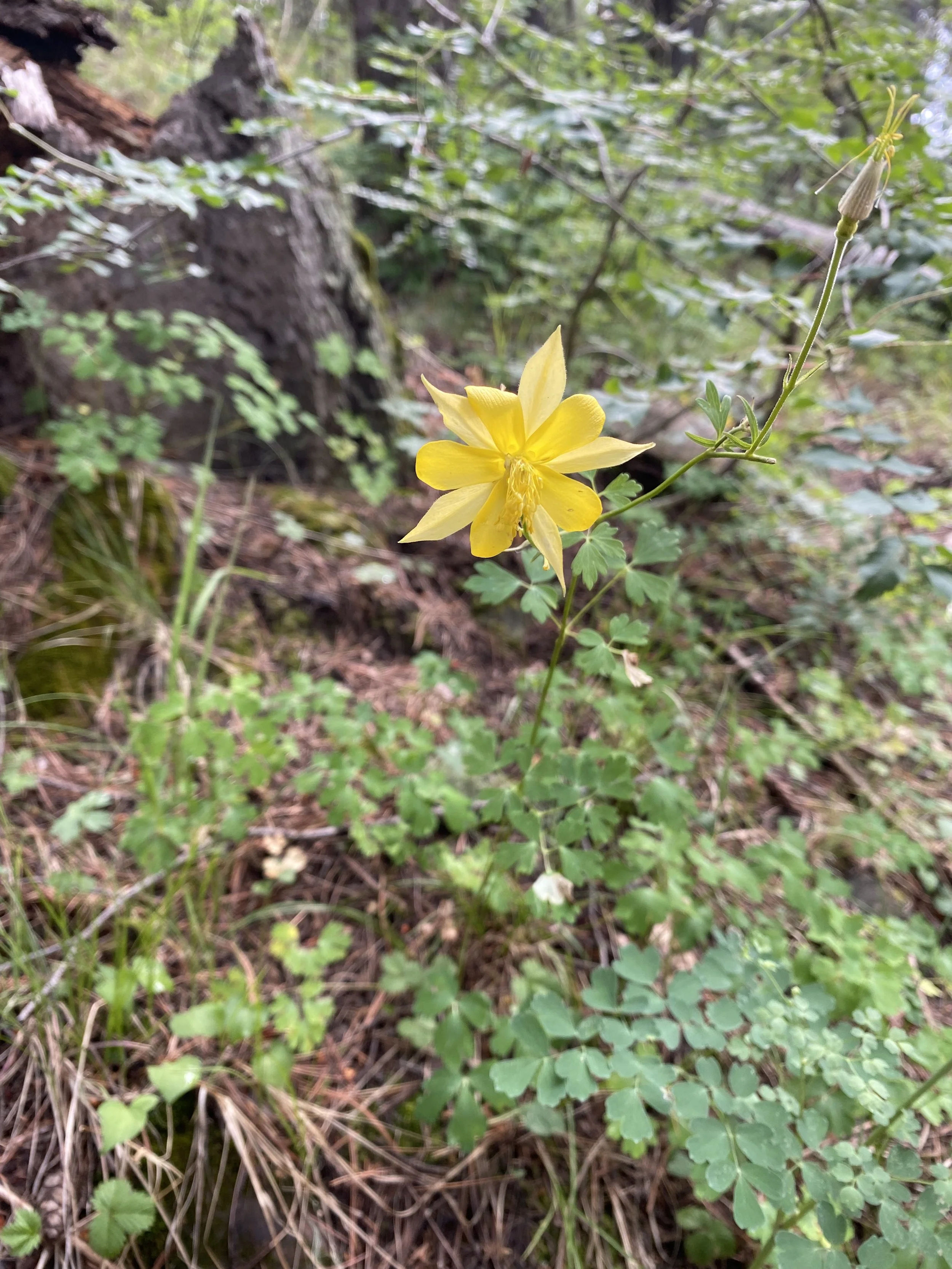 a yellow flower framed by the green of the woodland