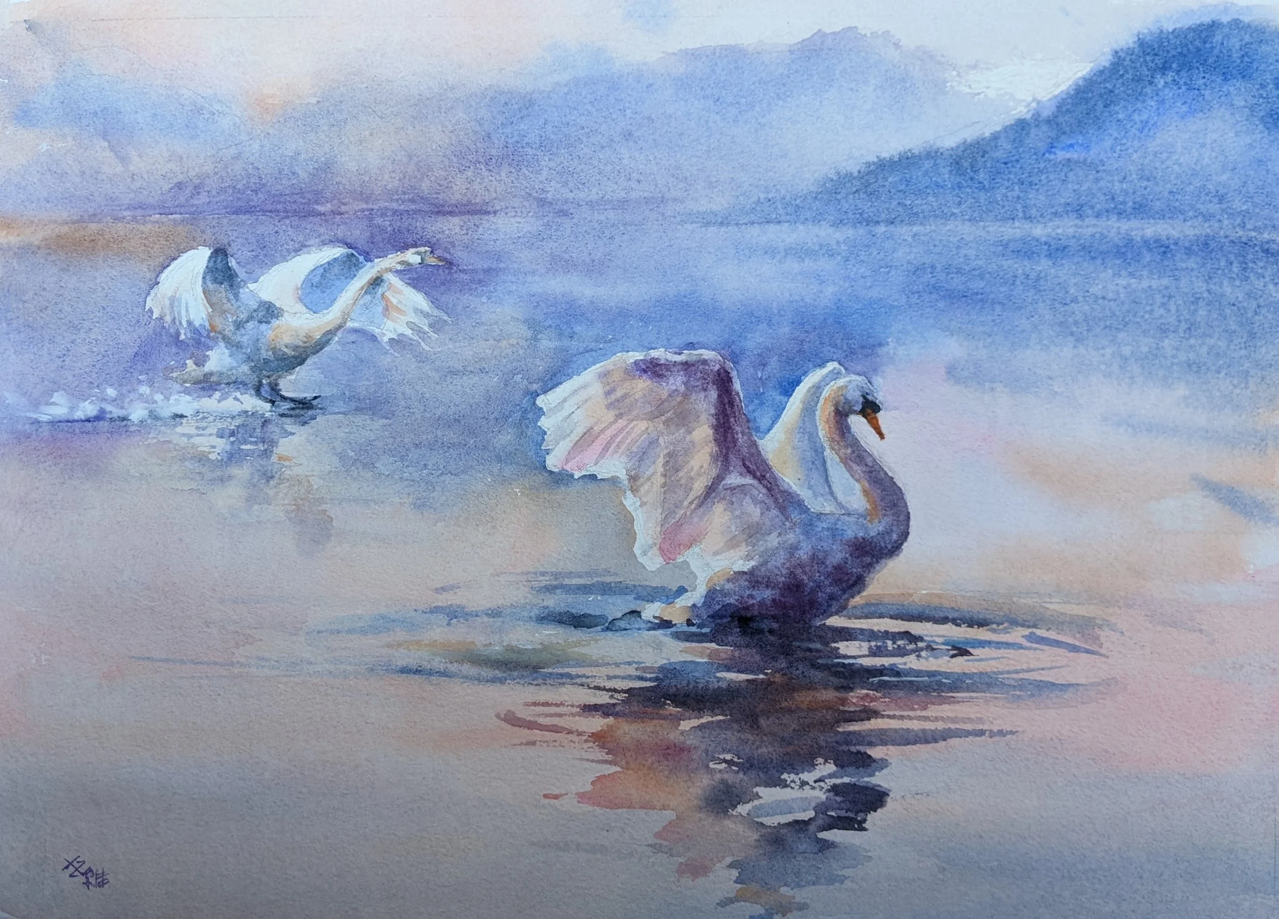 Swans12x16 $600