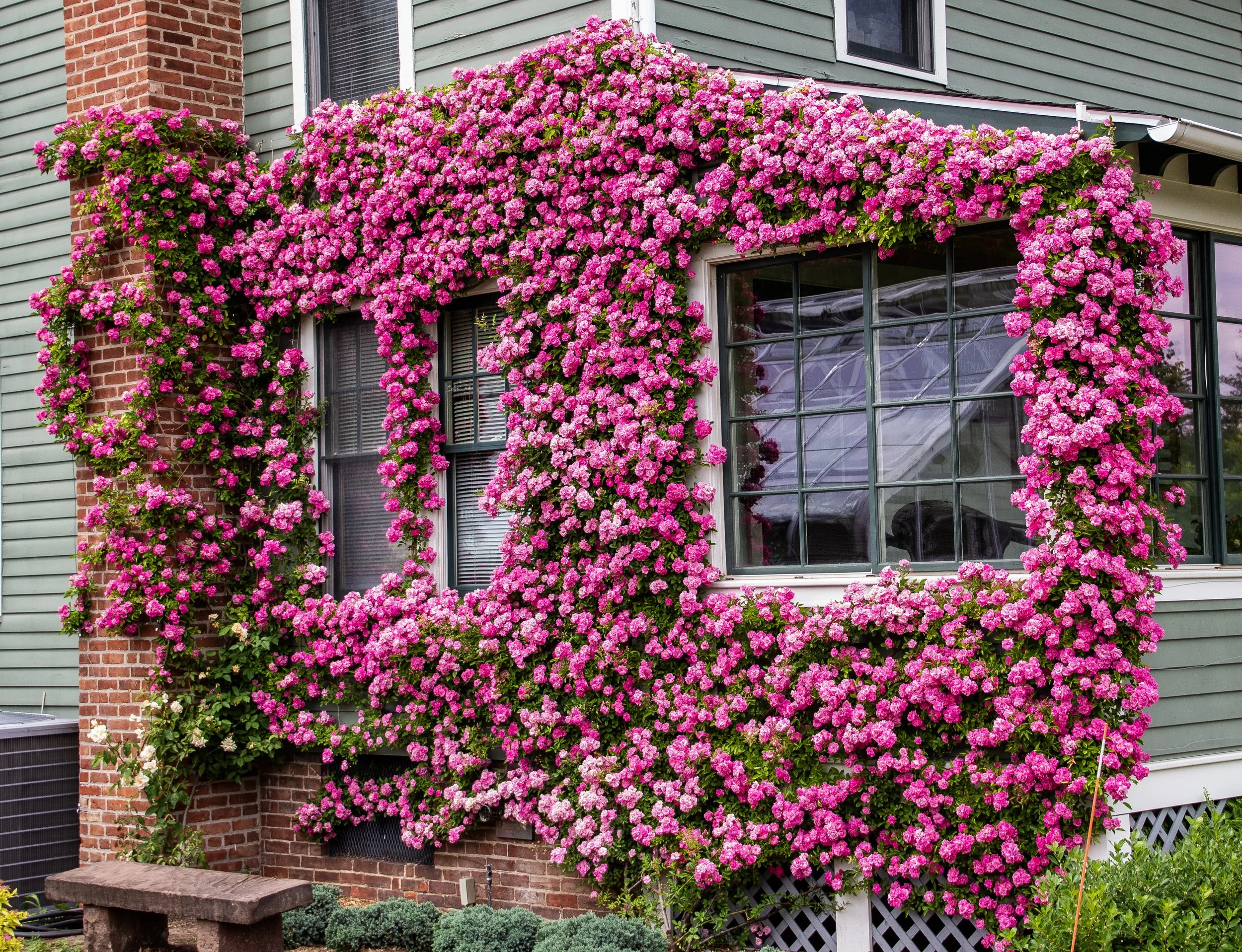 Climbing Roses on a Historic Public Building