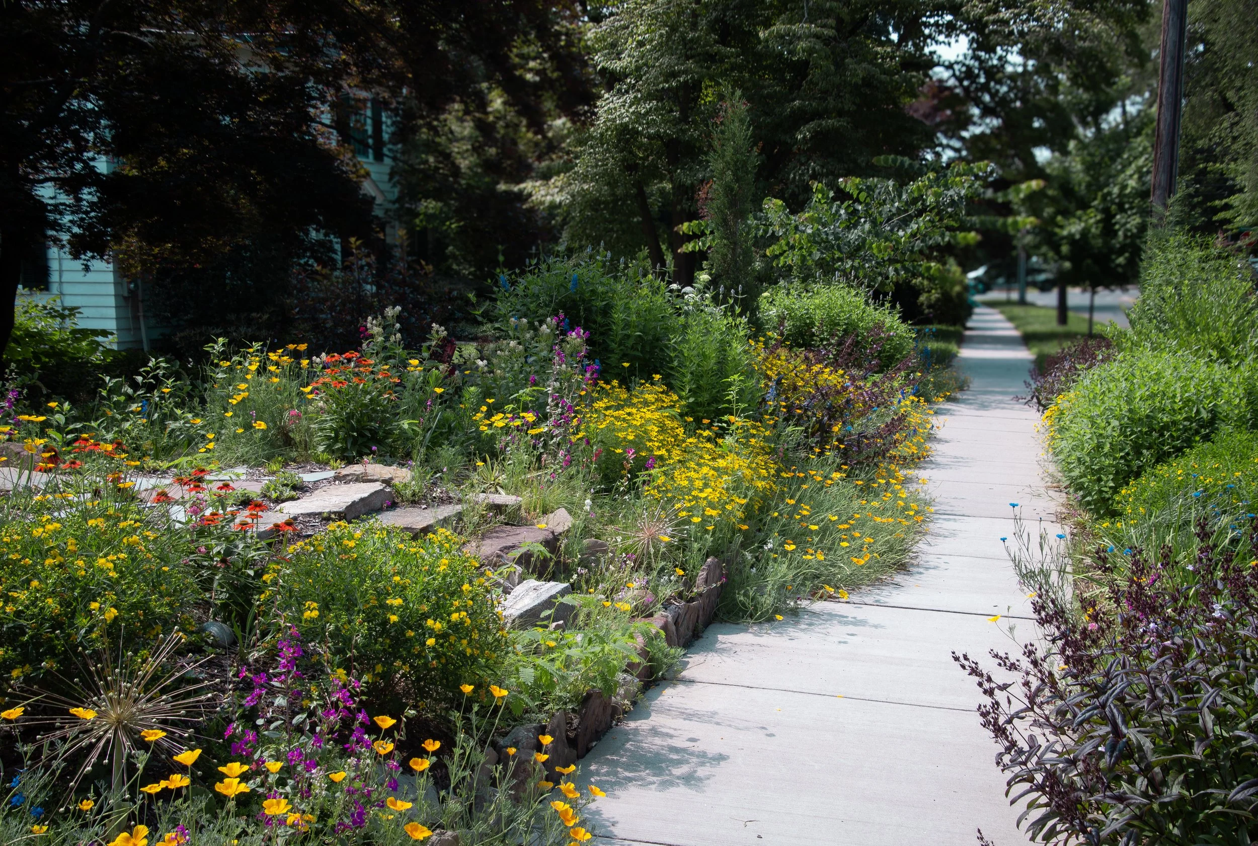 An All-Native Front Yard