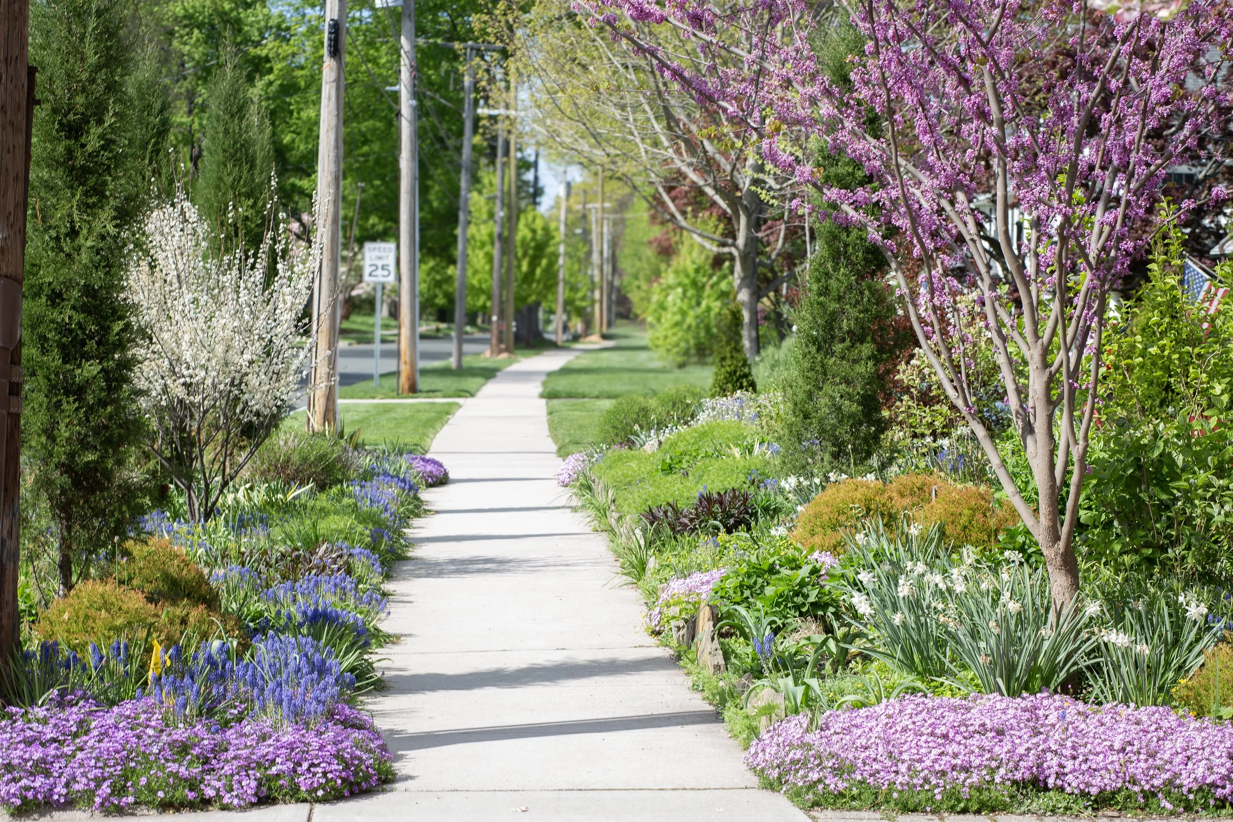 redbud sidewalk.jpg