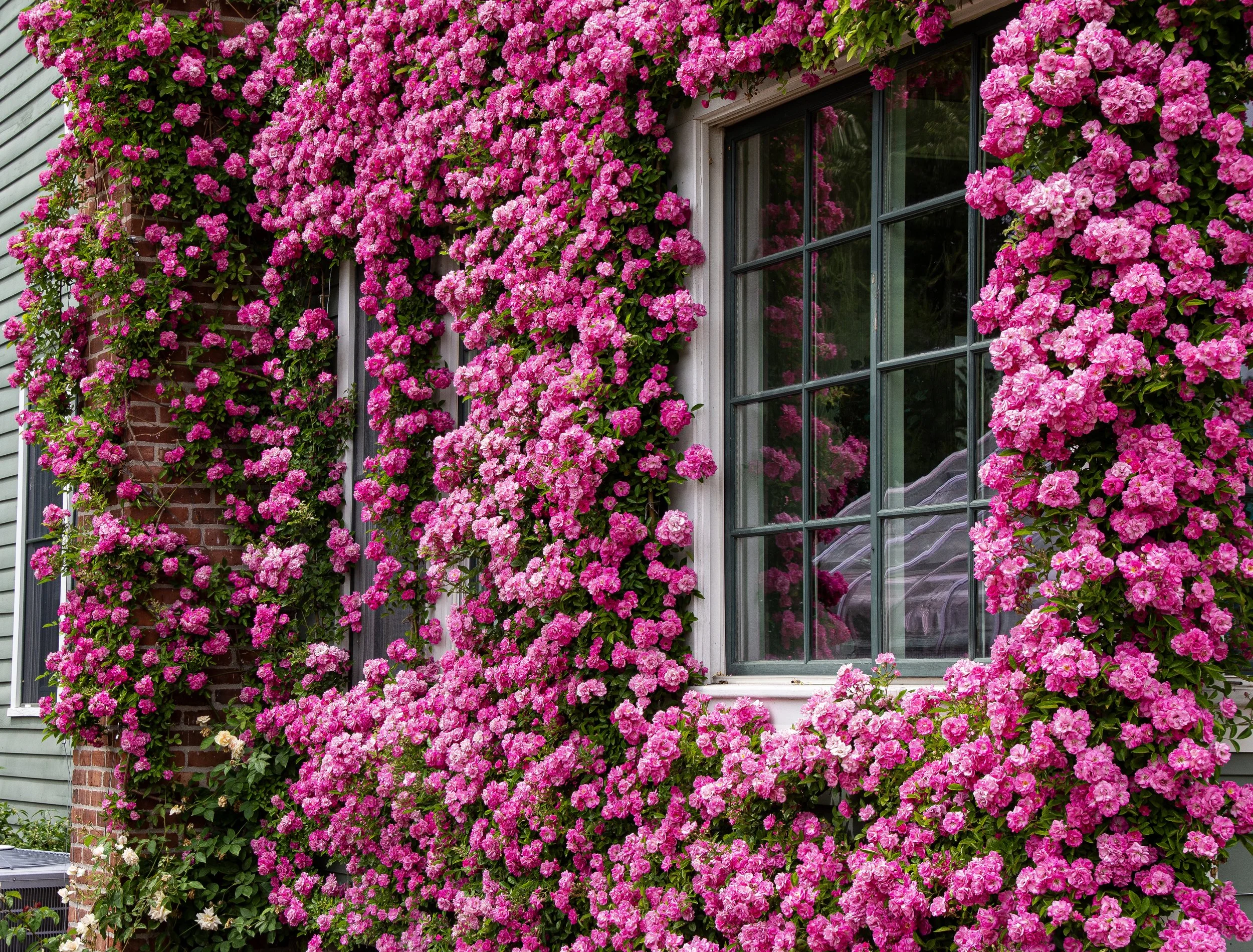 Peggy side view smaller.jpg