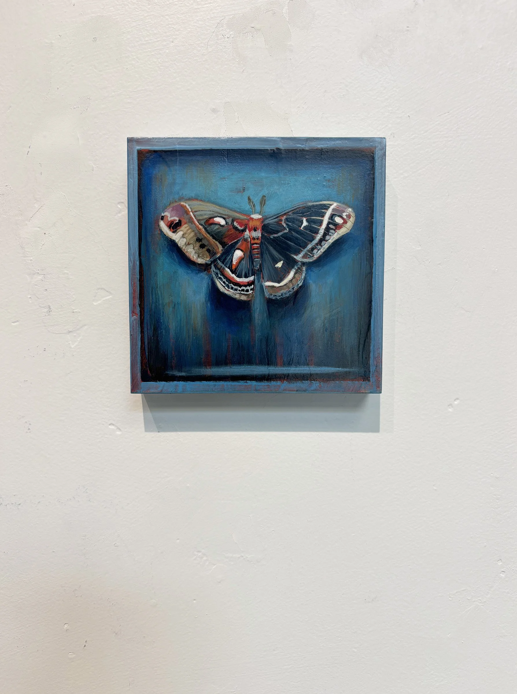 surreal-blue-moth-frame-oddity-shadow-hanging.jpg