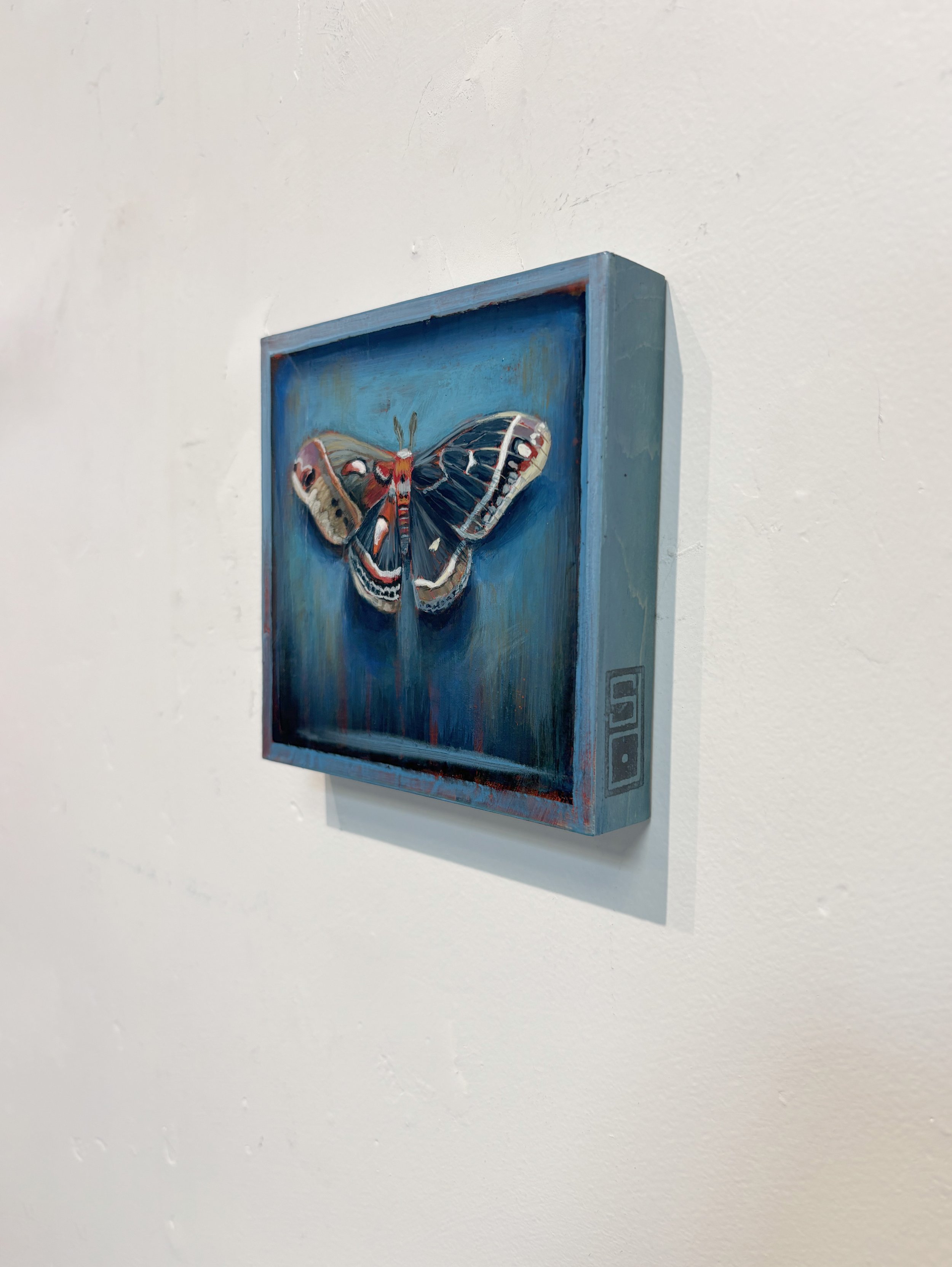 surreal-blue-moth-frame-oddity-shadow-wood.jpg