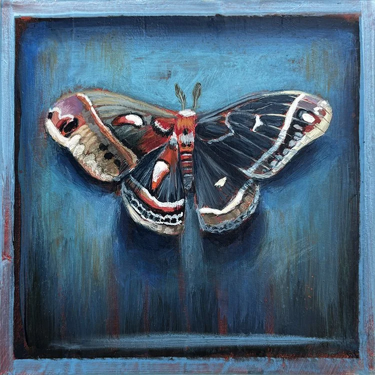surreal-blue-moth-frame-oddity-shadow-wings.jpg