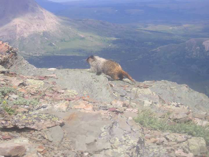 Yellow-bellied marmot