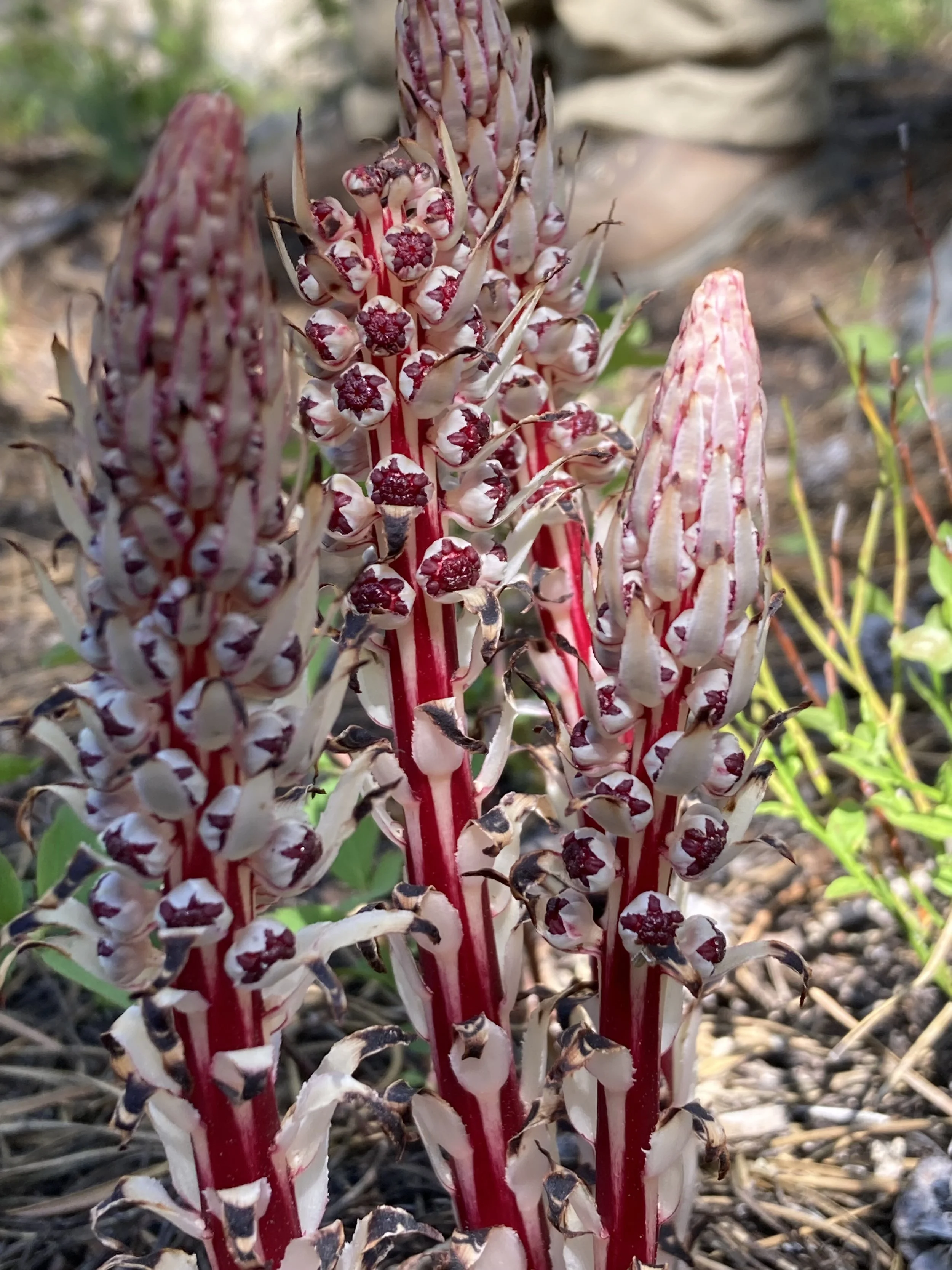 Candy stick (Allotropa virgata), a rare plant found in the Bitterroot National Forest