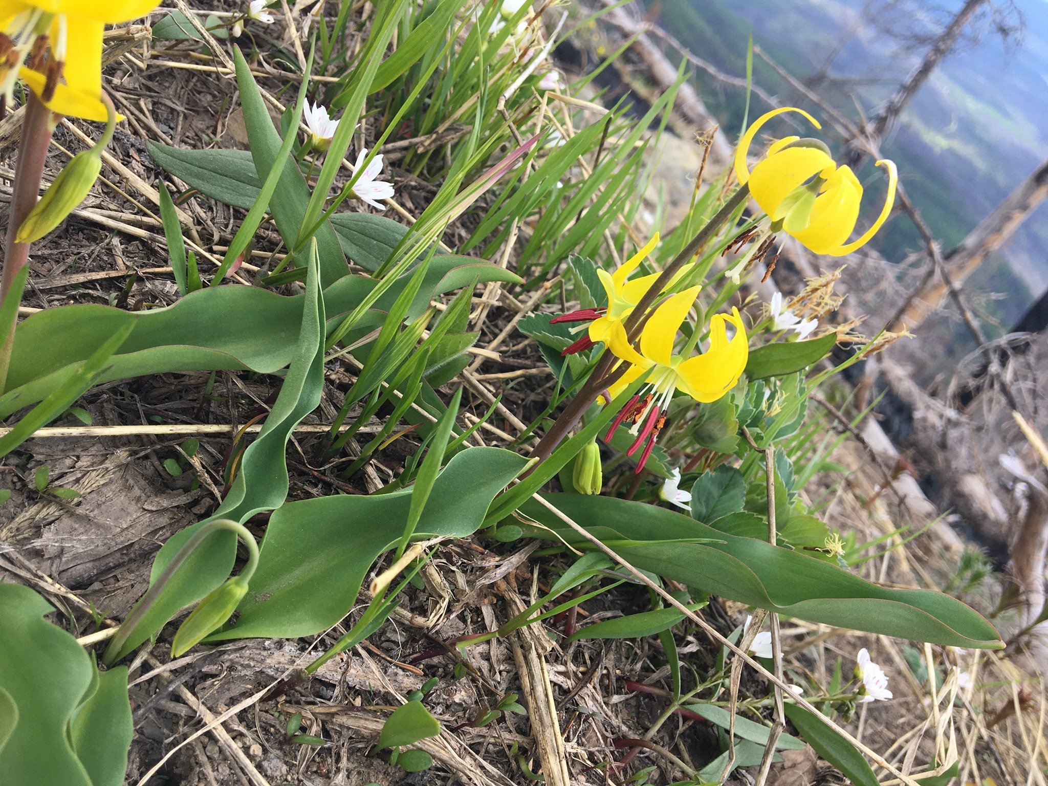 Glacier lilies