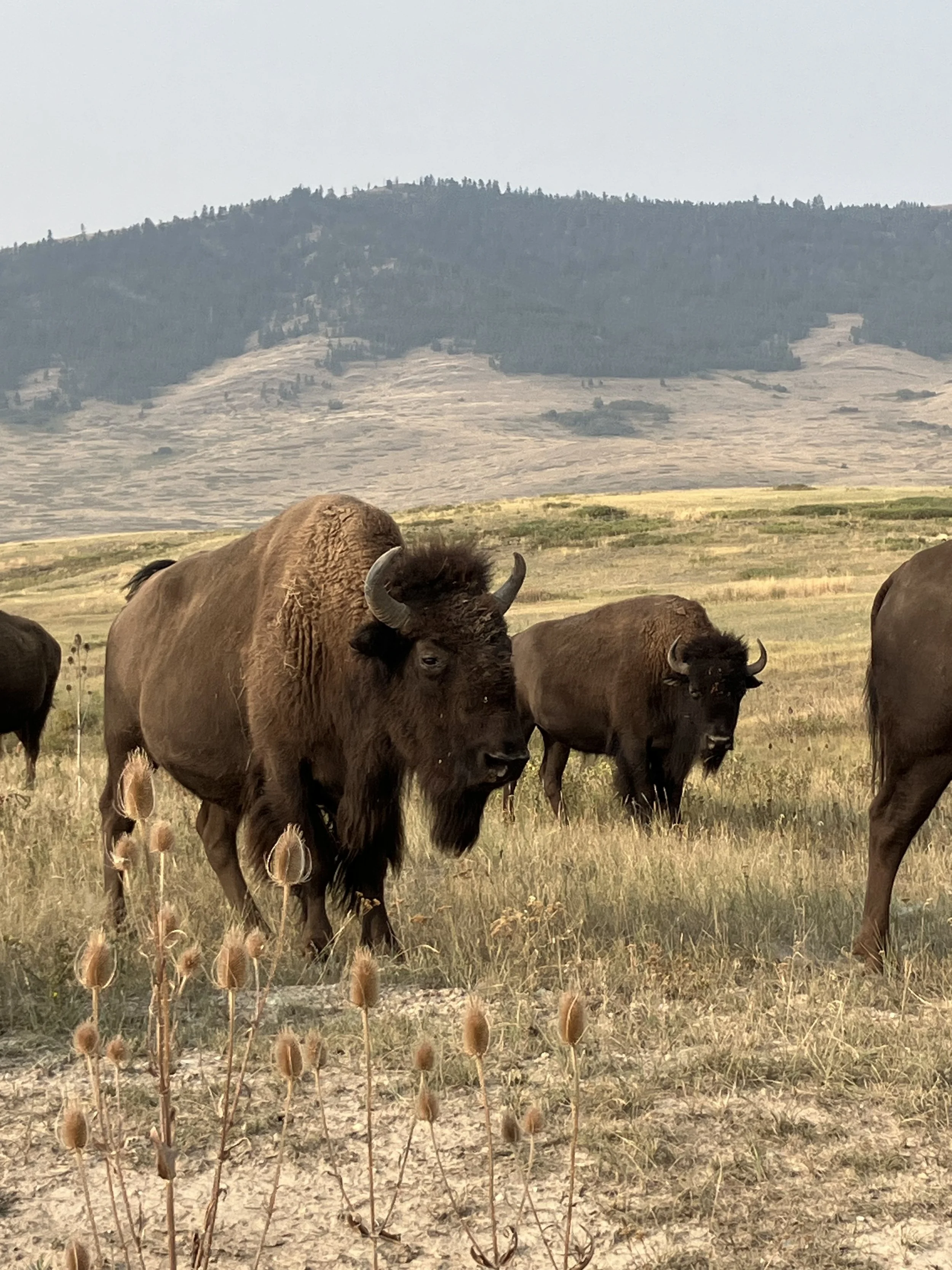 Bison at the Full-Day Bison Range Tour