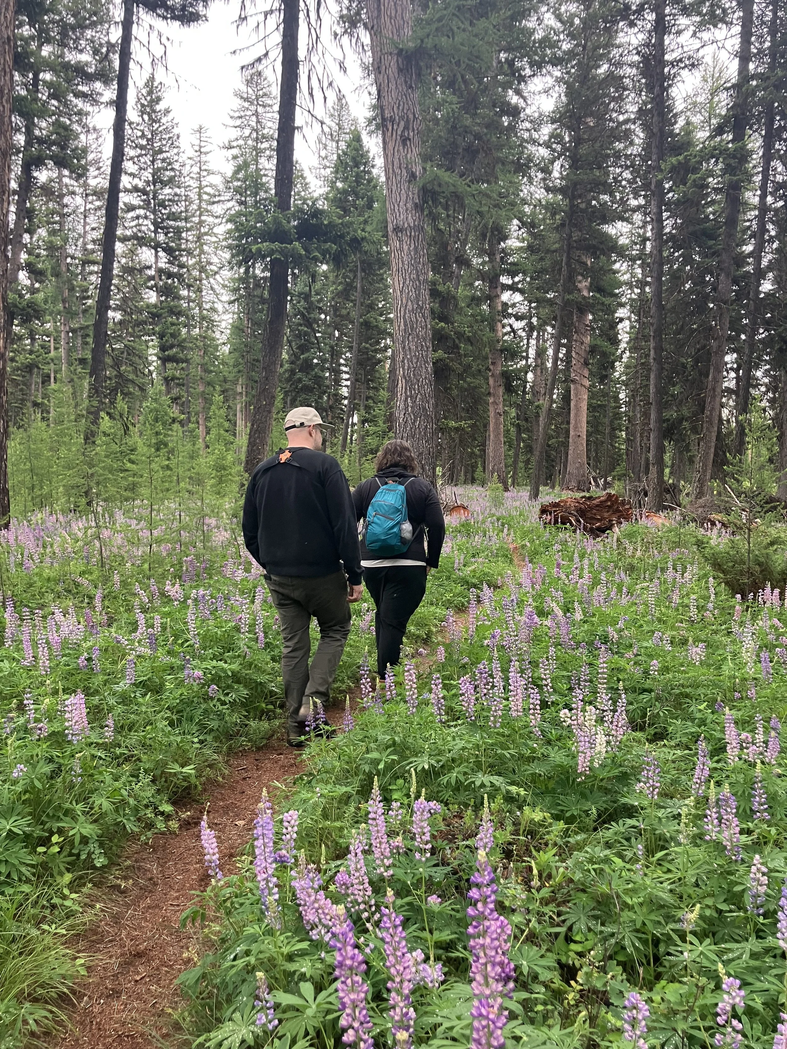 A walk through the lupines