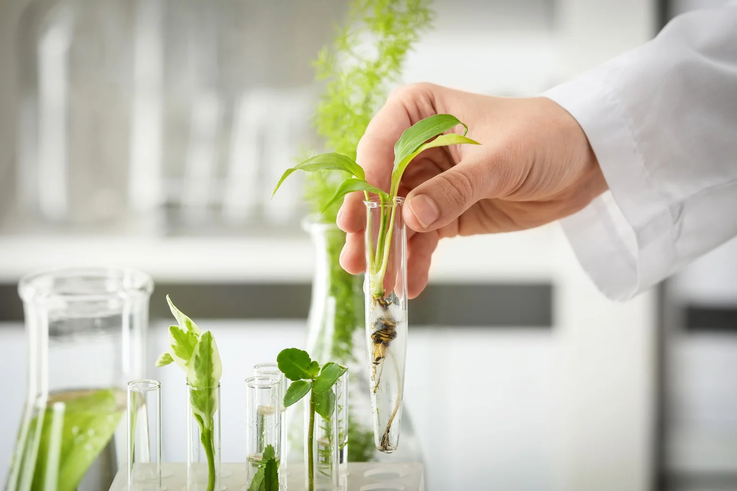 Integrative Diagnostics and Naturopathic consultation profiles