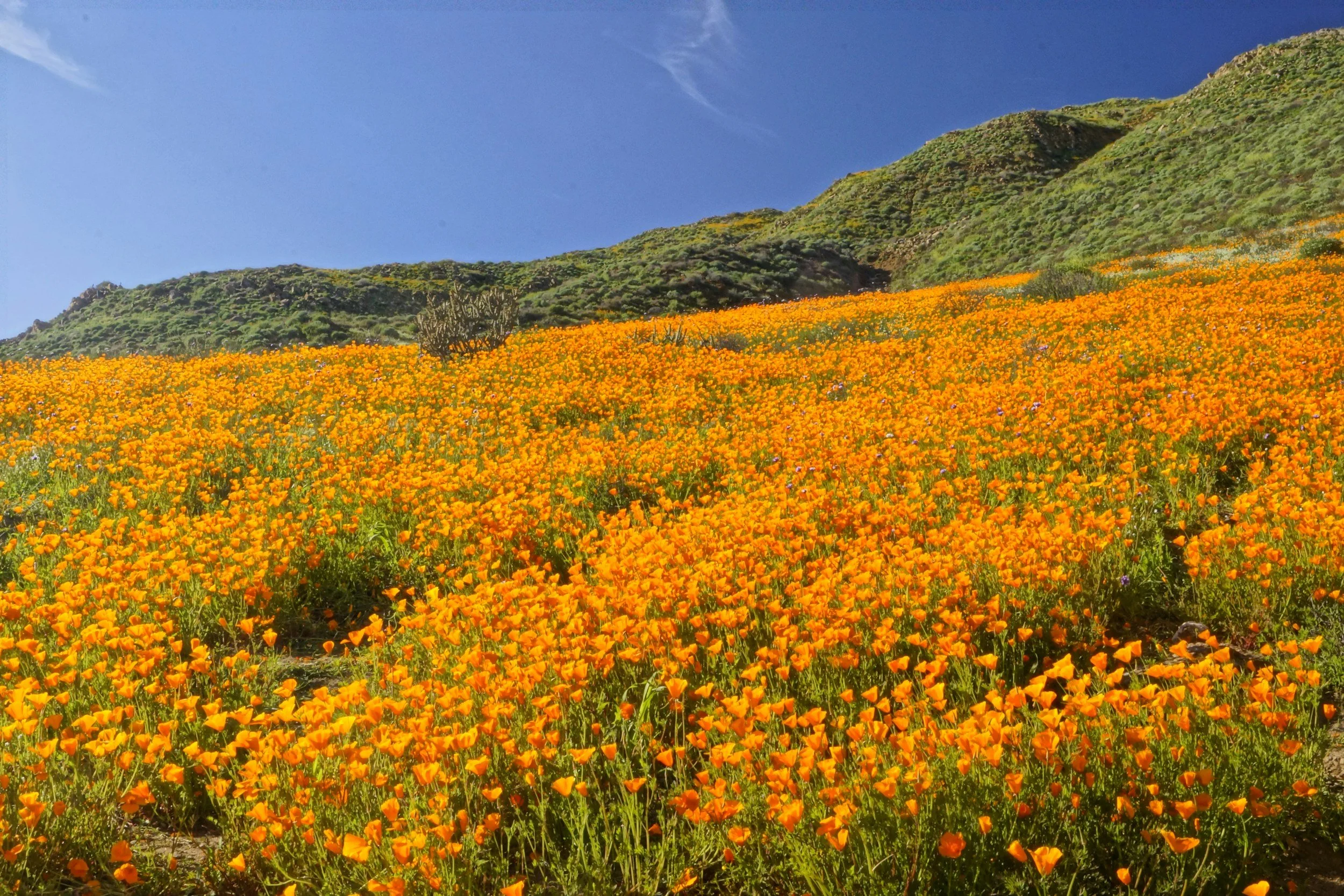 A hillside covered in bright orange flowers with green shrubbery and a few trees under a clear blue sky.