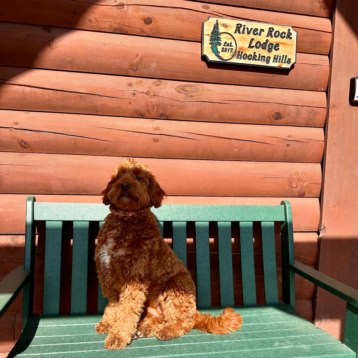 Lady says your dogs will LOVE it here! 🐕 

#petfriendly #cabin #hockinghills #ohio #ohiocabins #vacation #dogsofinstagram #vrbo