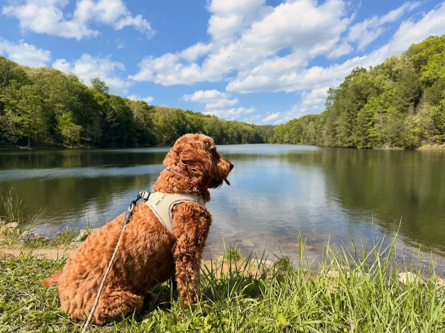 Did you know all the Hocking Hills State Park trails are pet friendly? (The Nature Preserves are not pet friendly) Lady loved this walk to Rose Lake 💙