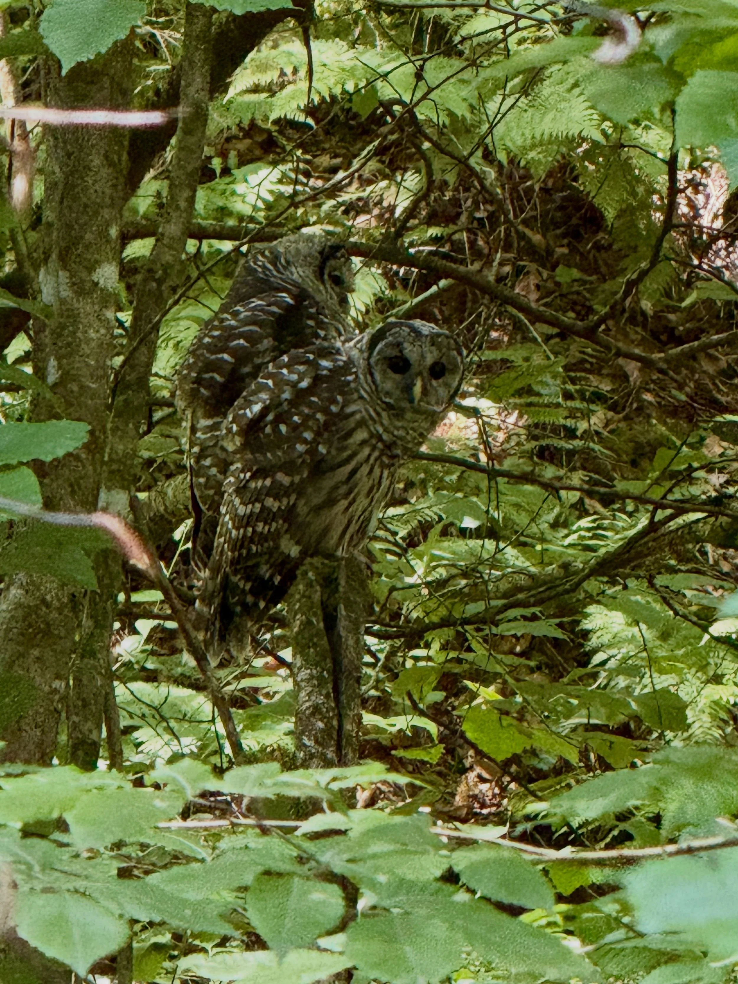 🌲 Spotted this pair of barred owls on the Conkles Hollow Gorge trail this weekend - keep your eyes open you never know what wildlife you&rsquo;ll see on the trails in Hocking Hills! 🦉