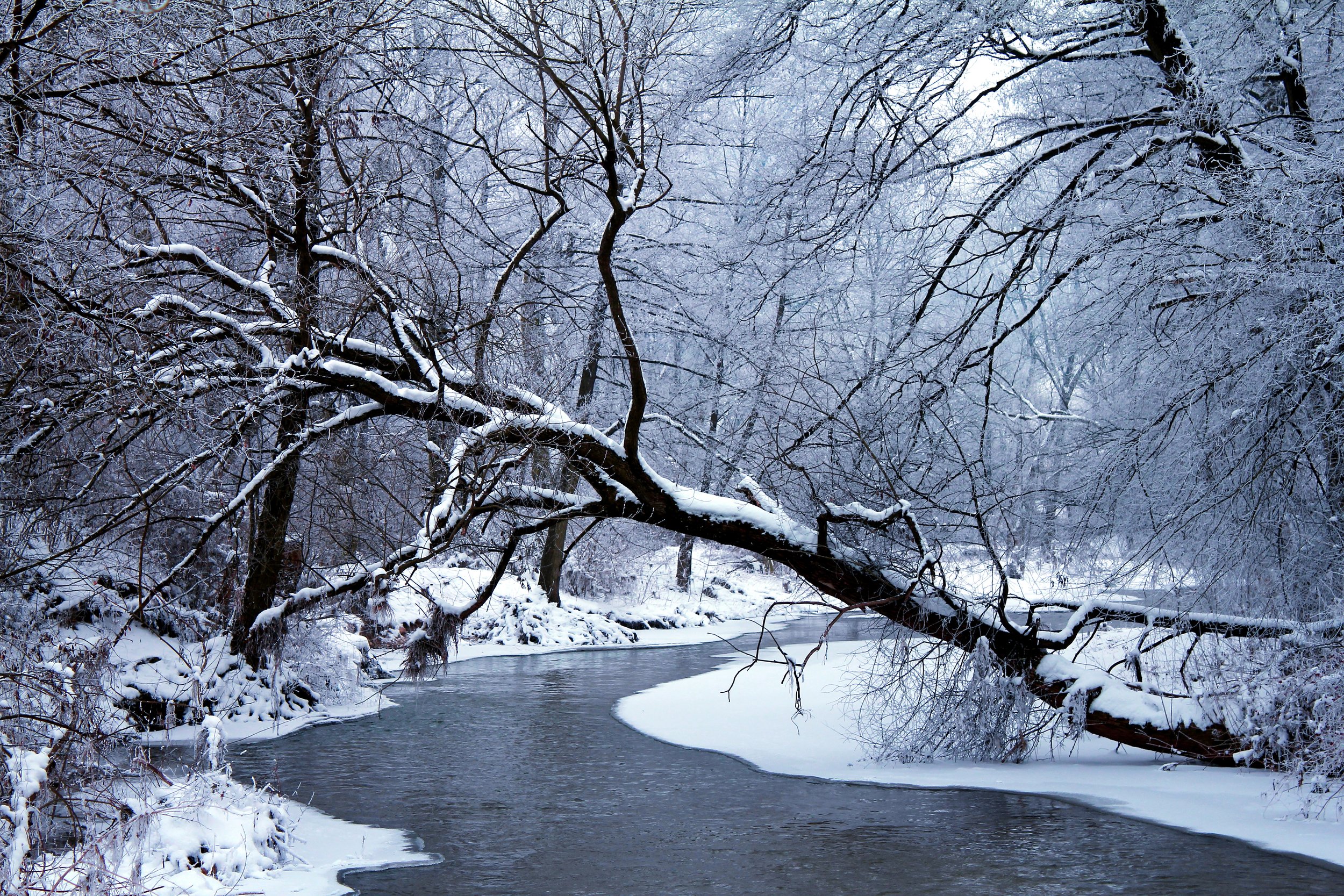 Snowy tree creek.jpg