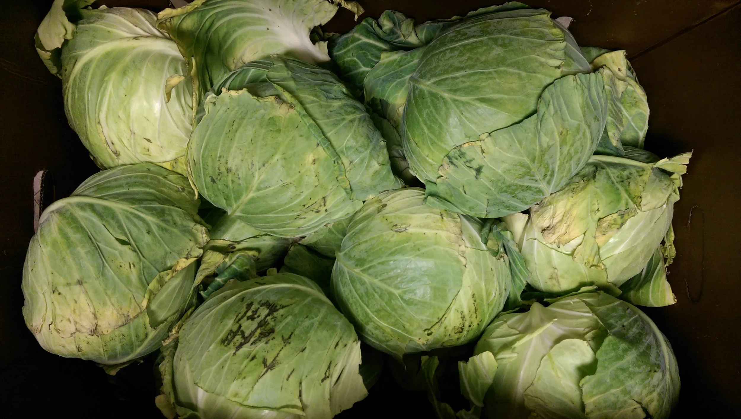 Cabbage