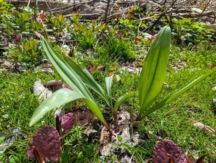Wild Ramps, Spinach, and Yellow Eye Bean Sauté