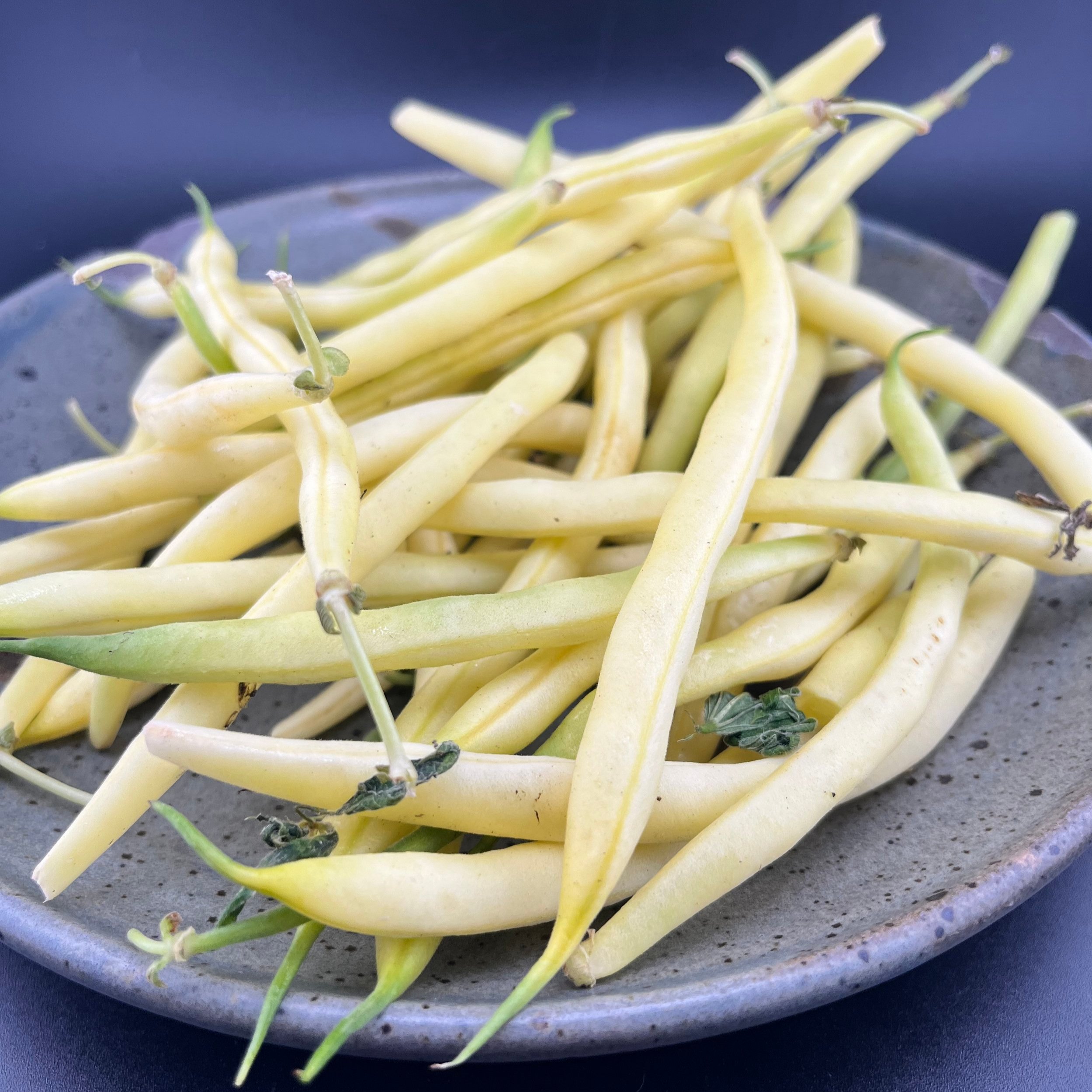 IMG_7868 wax bean.jpg