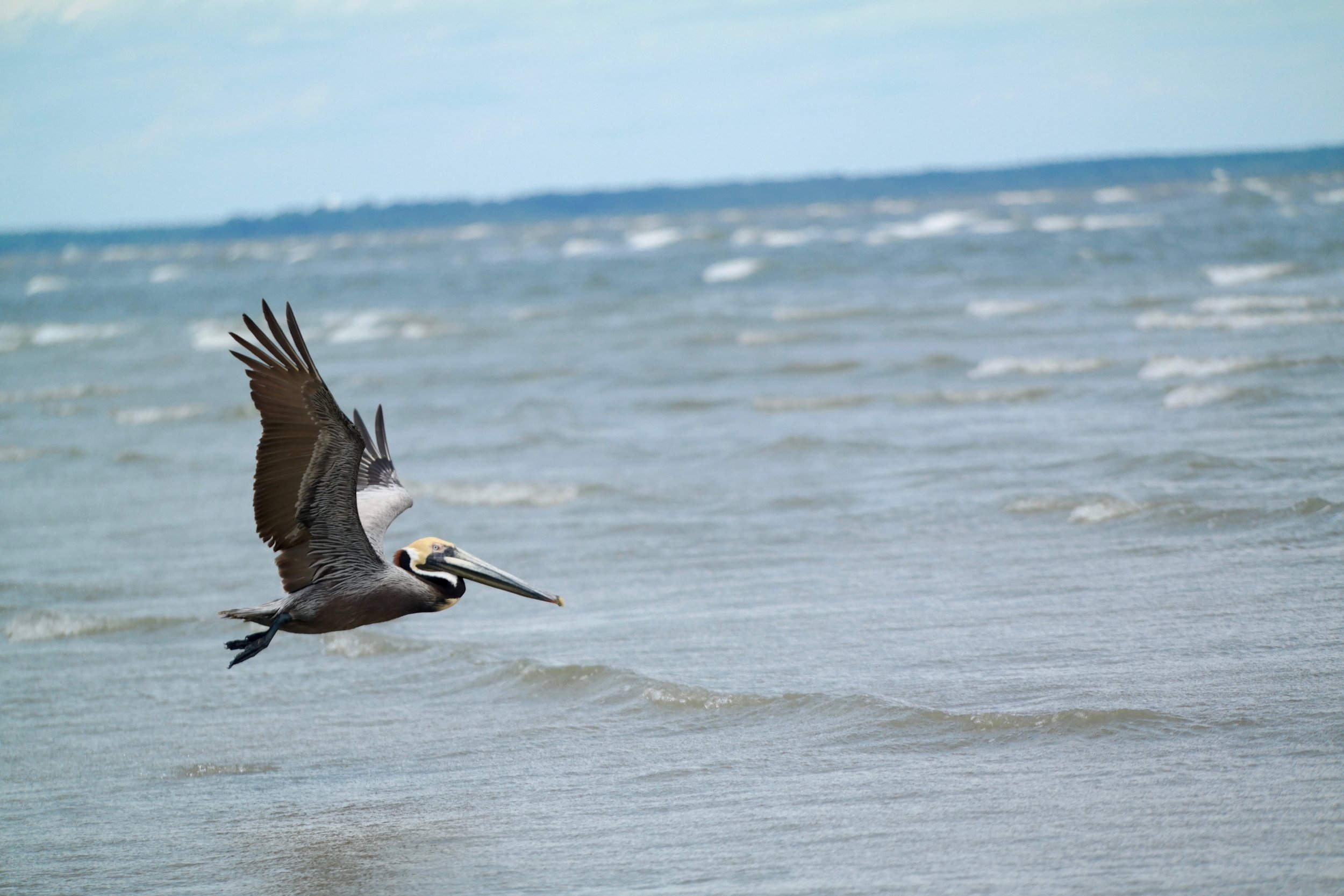 Pelican flying at Hilton Head, SC (Copy)