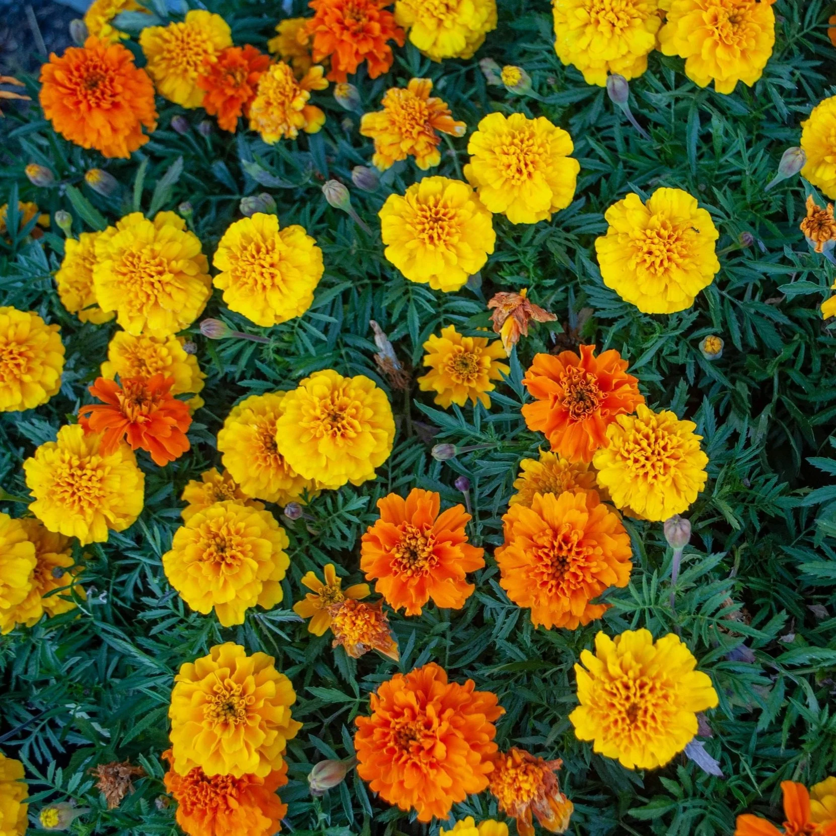 Marigolds 101