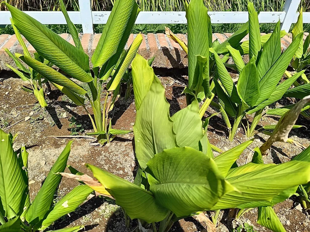   Attribution:   Indonesiagood, CC BY 3.0, via Wikimedia Commons  