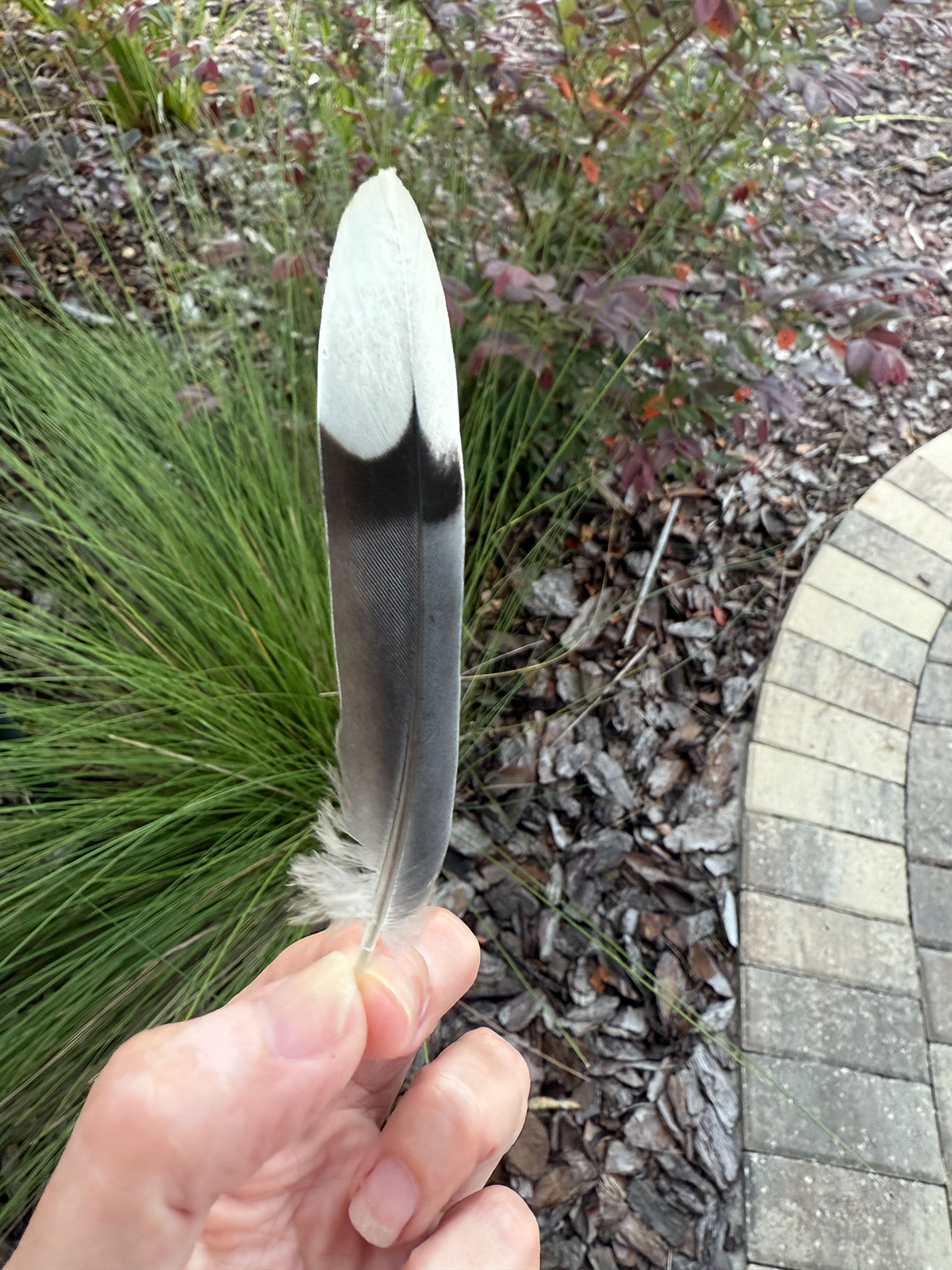 sized - IMG_3932.png