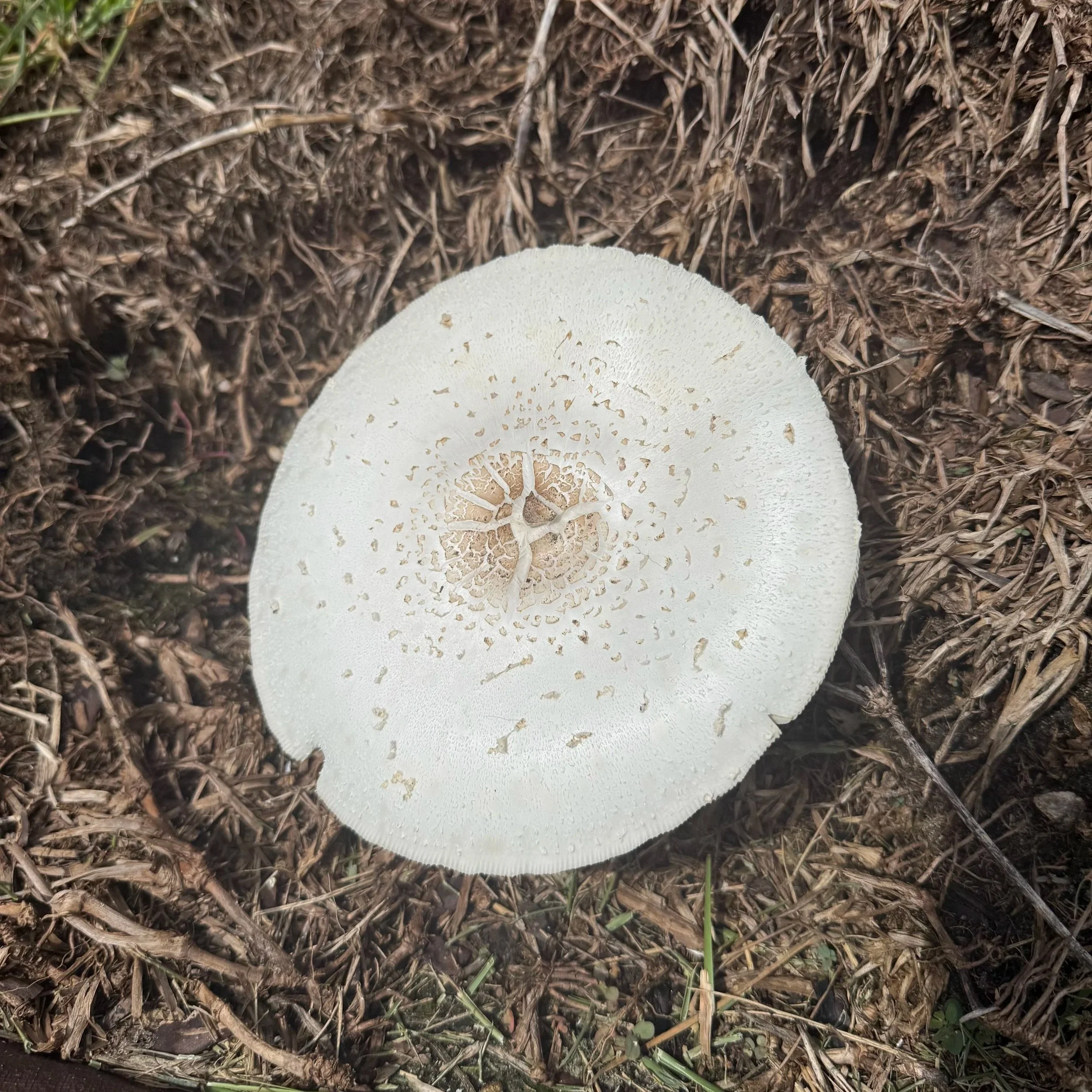 Backyard Mushroom Discovery Turned Science Experiment