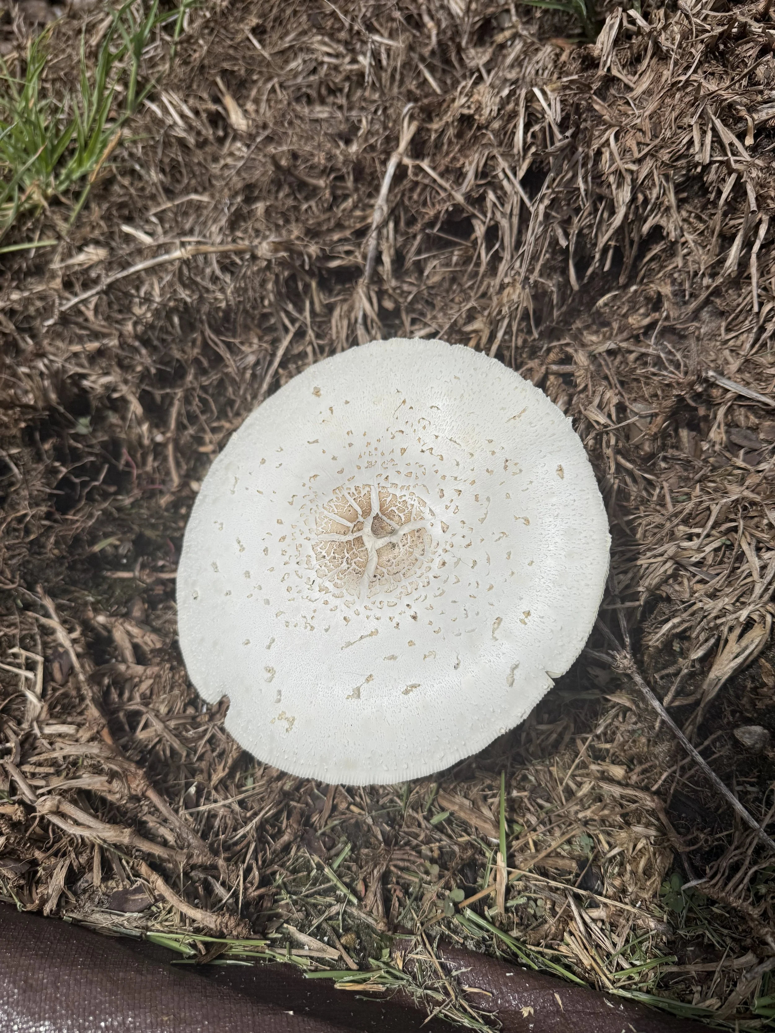 Mushroom Discovery &amp; Spore Printing